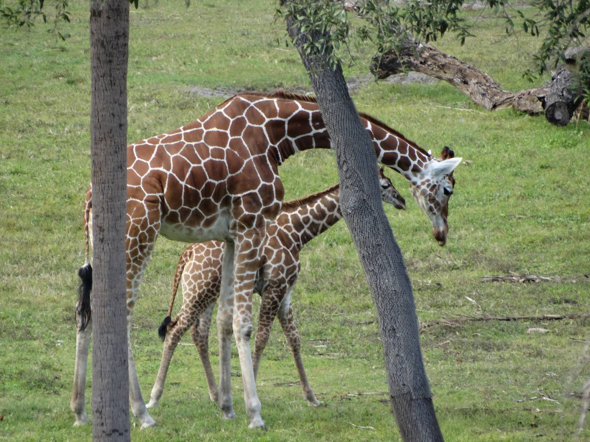 Animal Kingdom Lodge - mom and baby giraffe