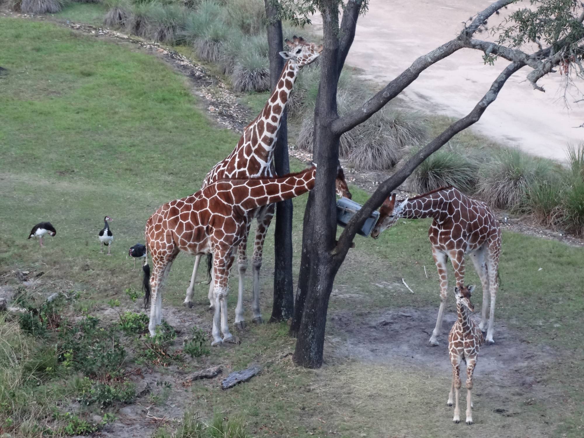 Animal Kingdom Lodge - giraffe feeding time