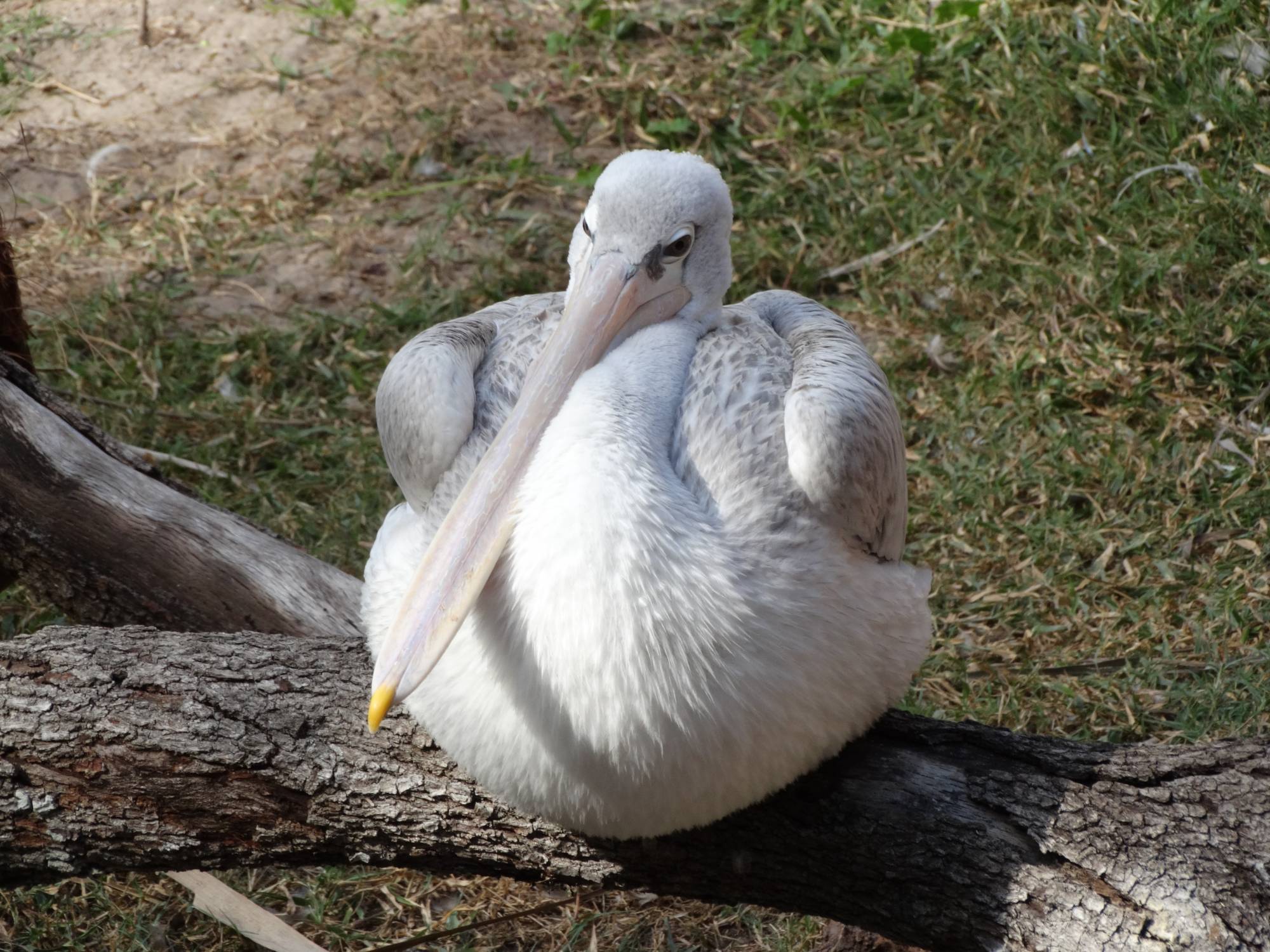 Animal Kingdom Lodge - pink-backed pelican