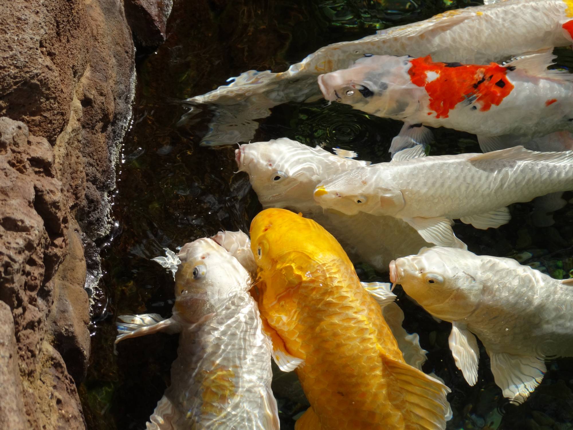 Aulani - koi fish