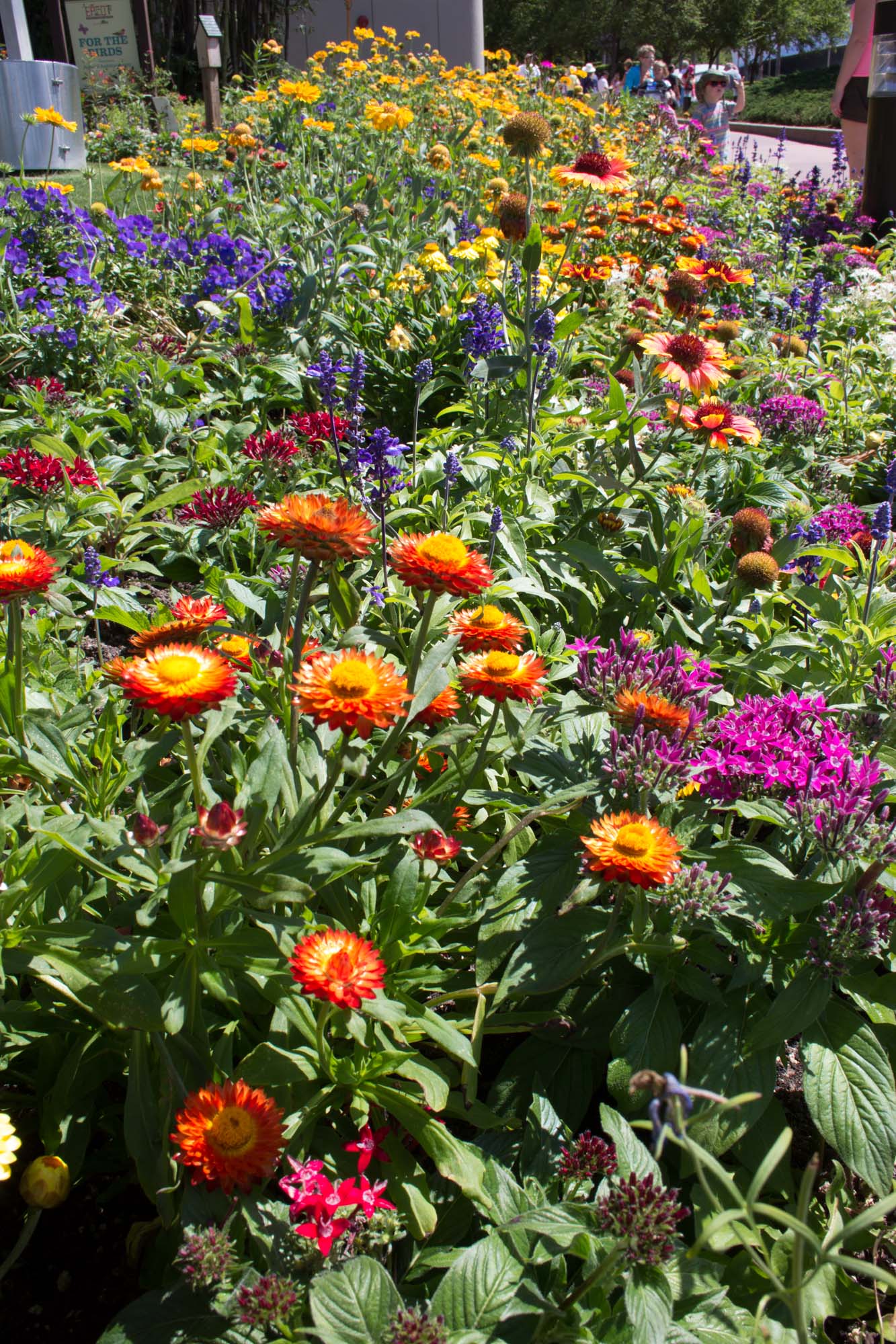 A Sweep of Colorful Flowers