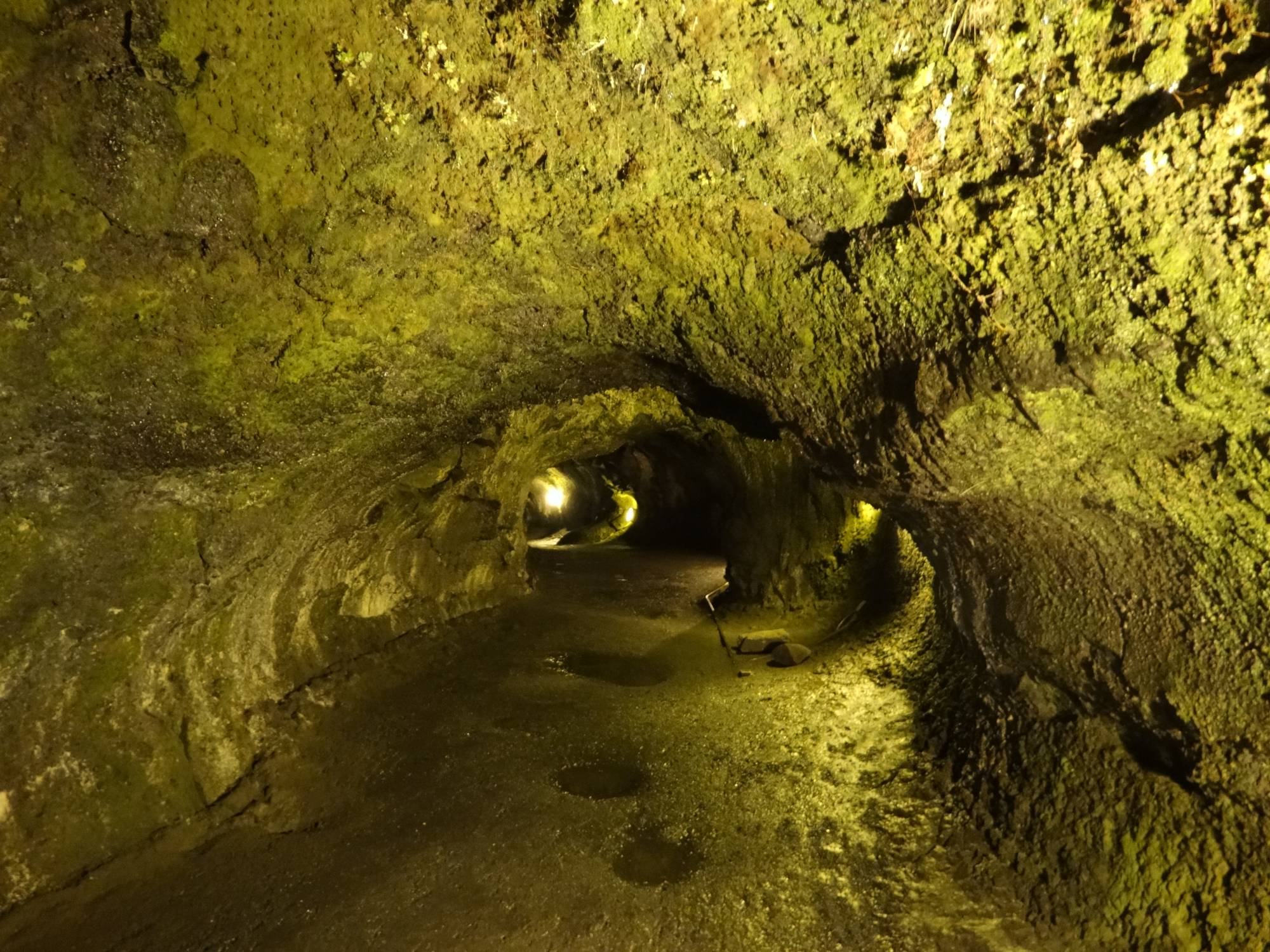 Big Island - Thurston Lava Tube