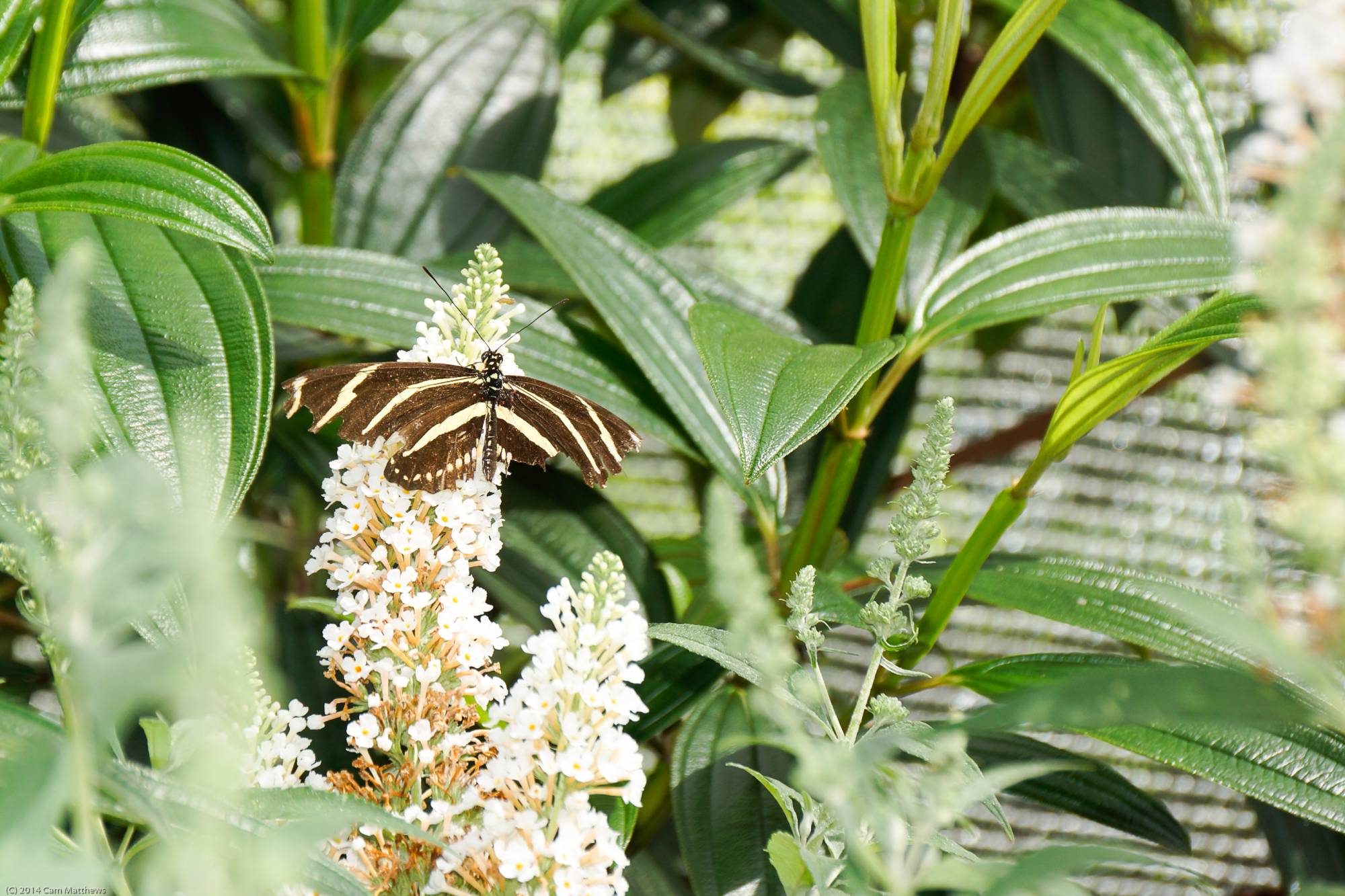 Fairy Butterfly Garden 03