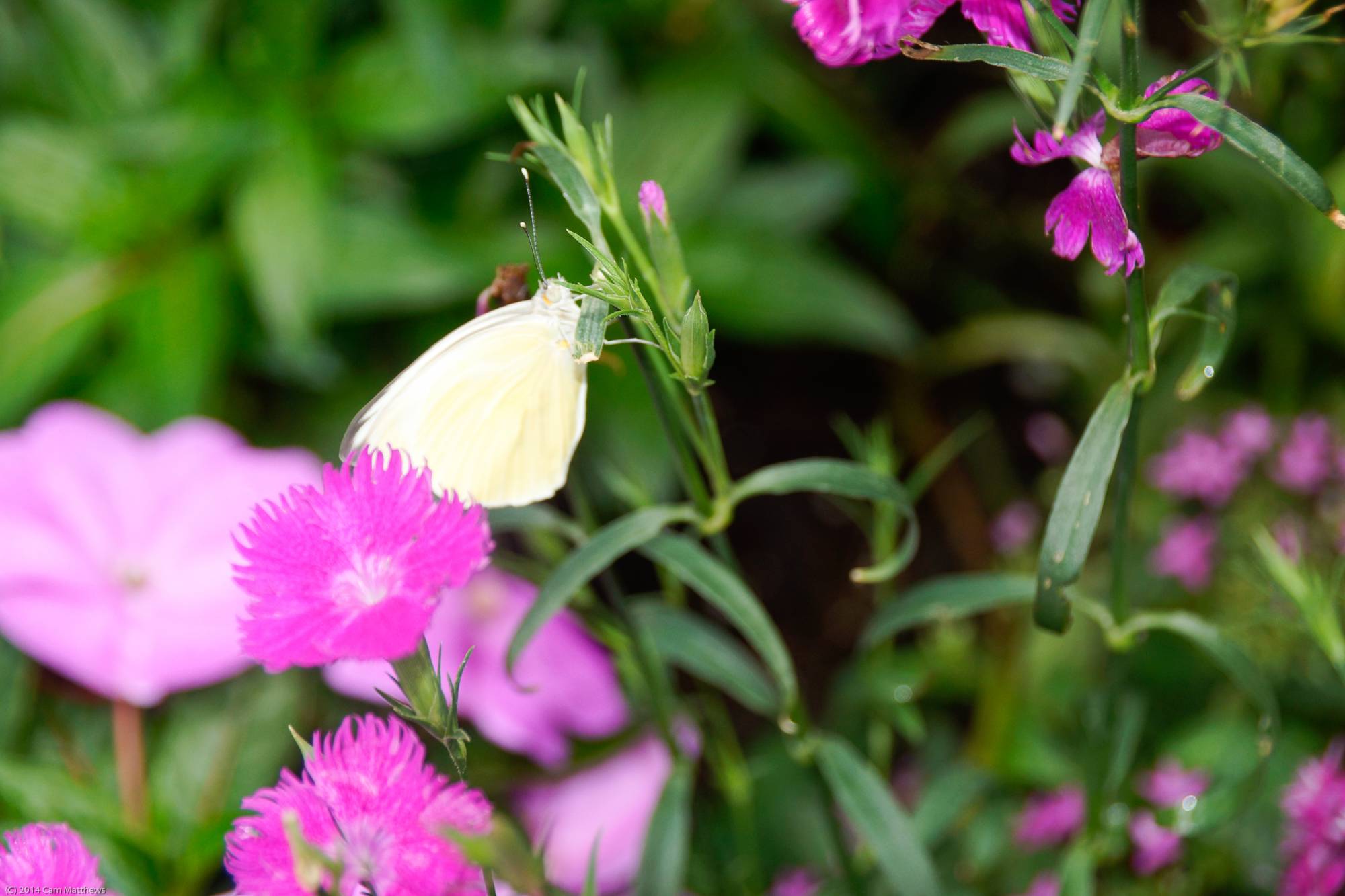 Fairy Butterfly Garden 10