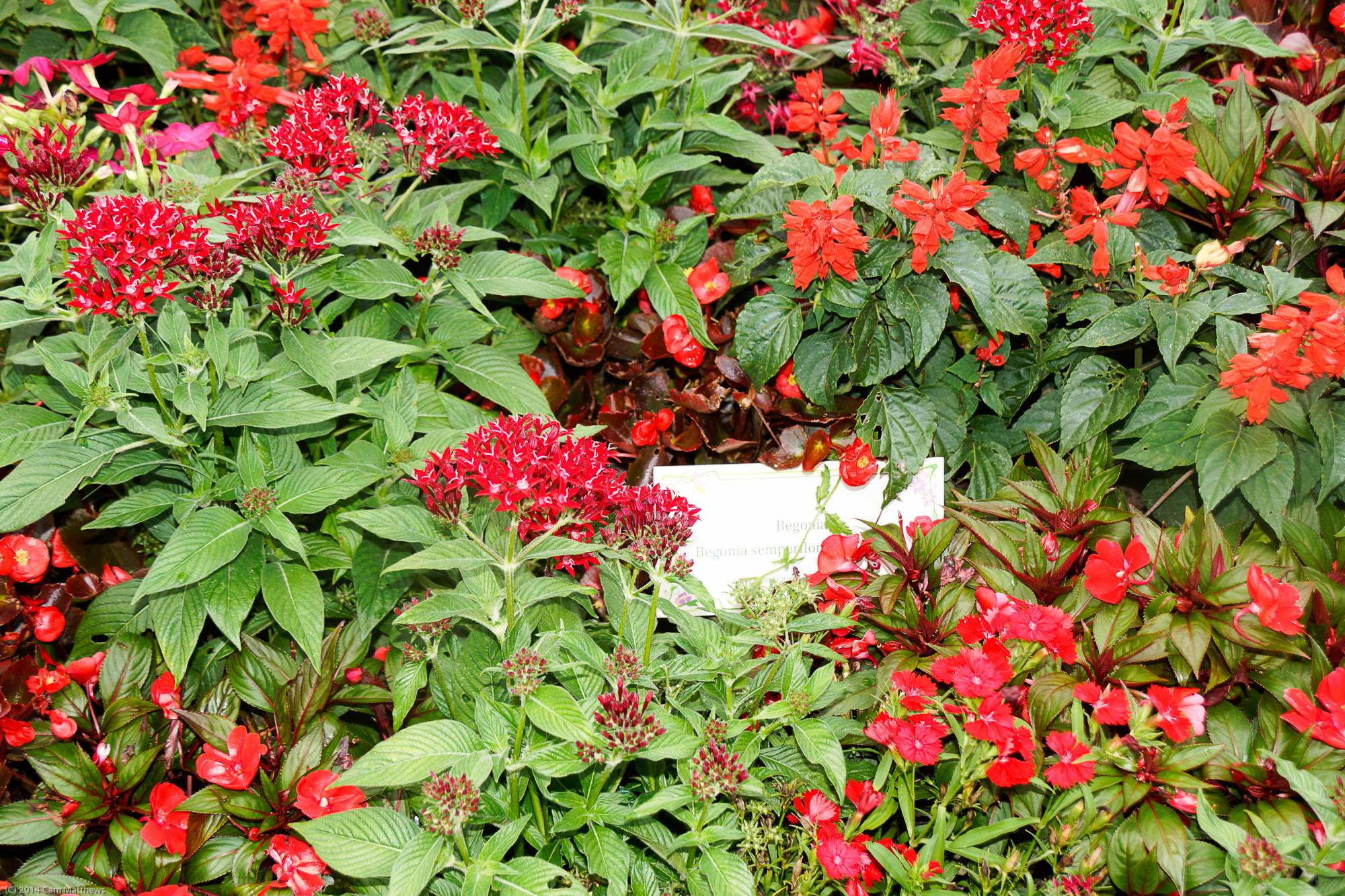 Gardener's Palette Begonias