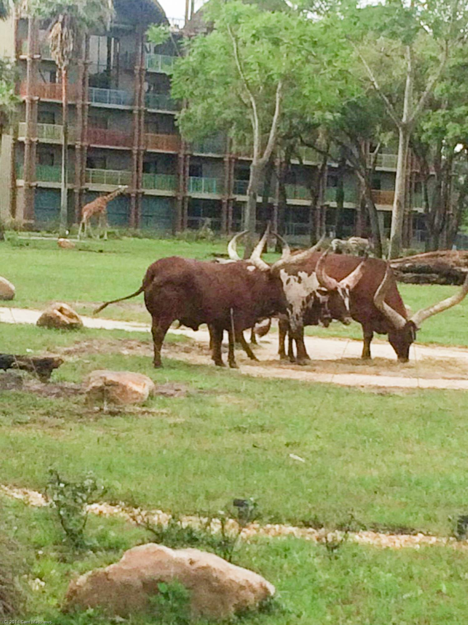 Ankole Cattle at Kidani