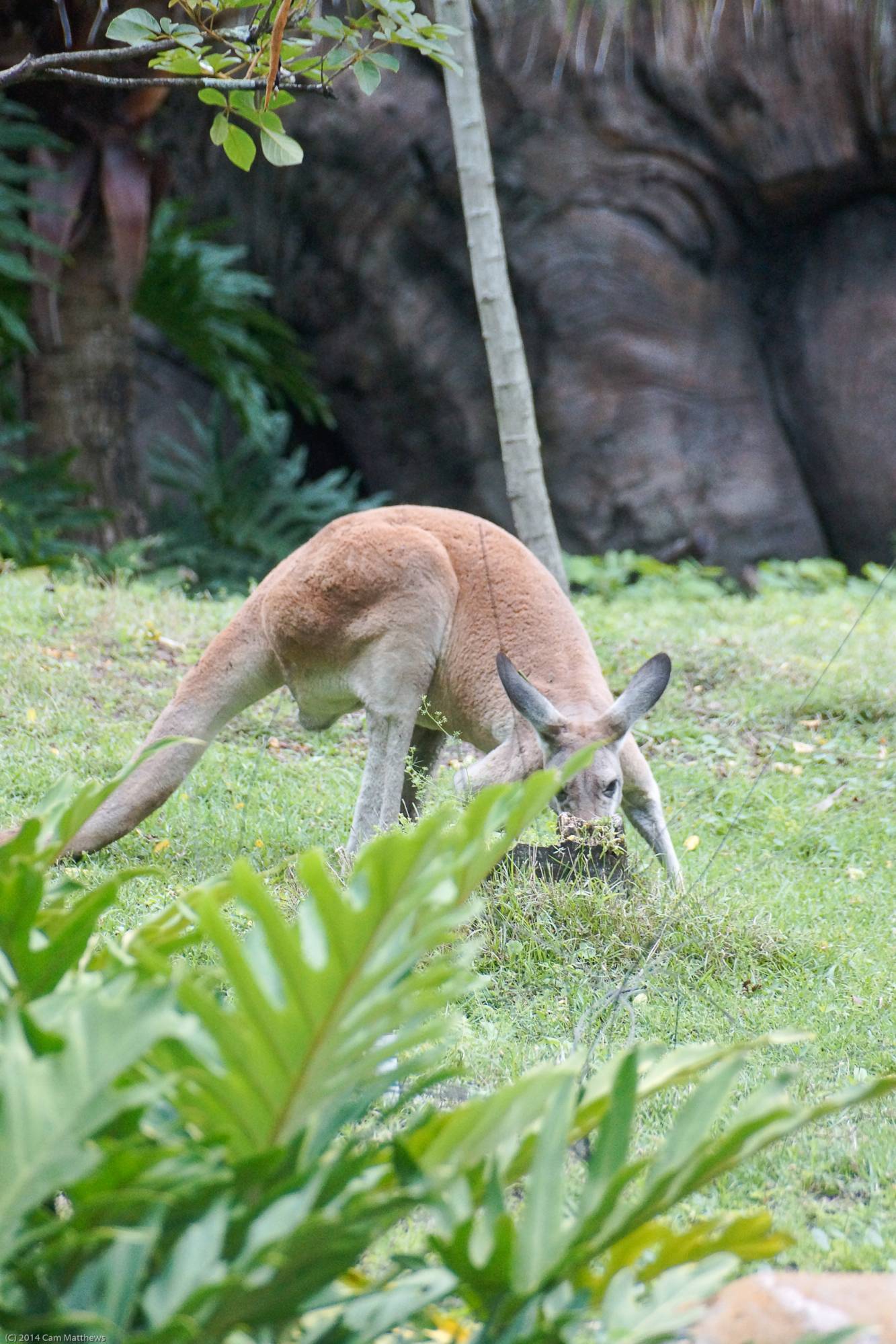 Kangaroo 04