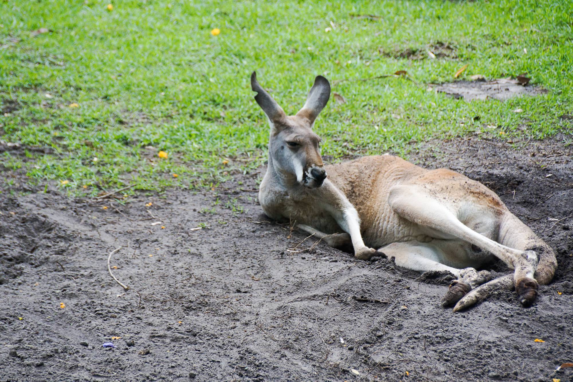 Kangaroo 09