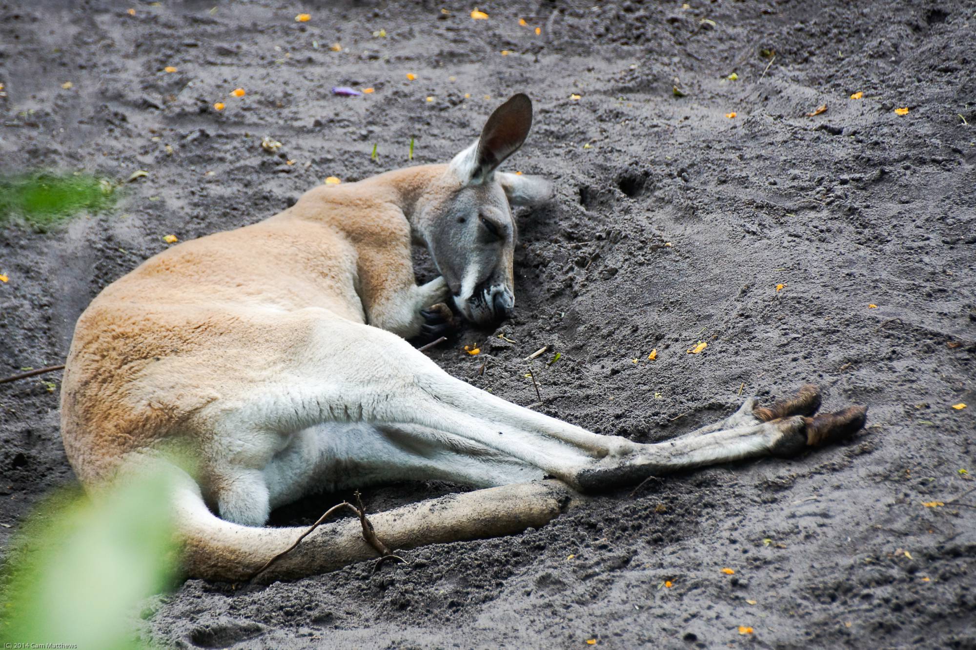 Kangaroo 10