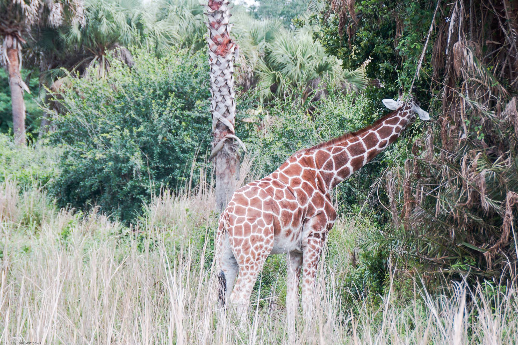 Kilimanjaro Safaris 13 Giraffe 03
