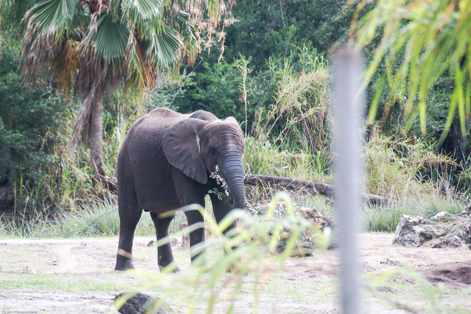 Kilimanjaro Safaris 17 Elephant 02