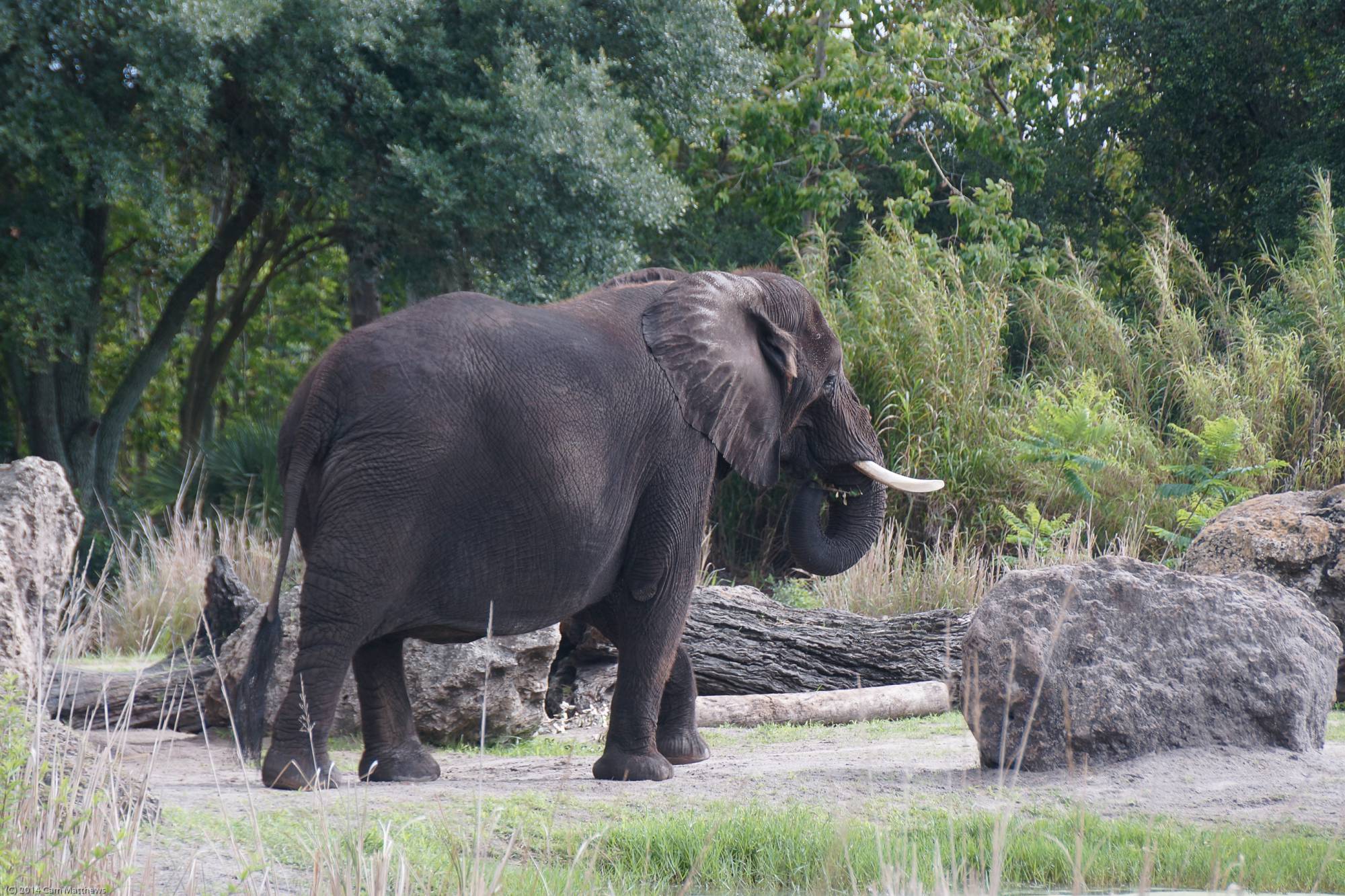 Kilimanjaro Safaris 18 Elephant 03