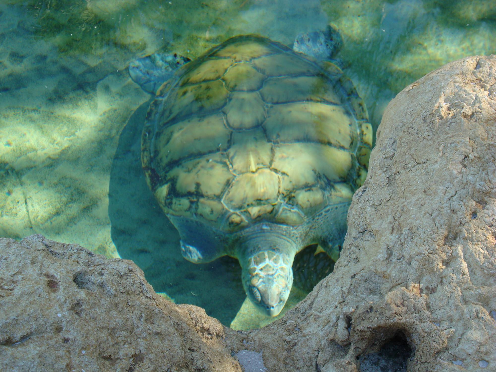 SeaWorld - Turtle Point