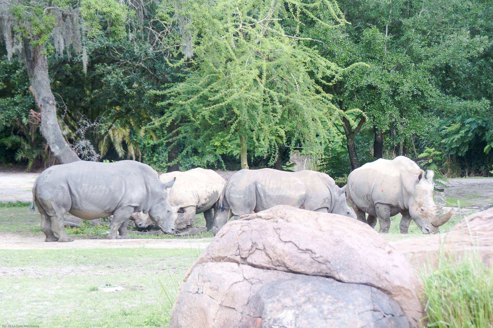 Kilimanjaro Safaris 27 Rhinos 02