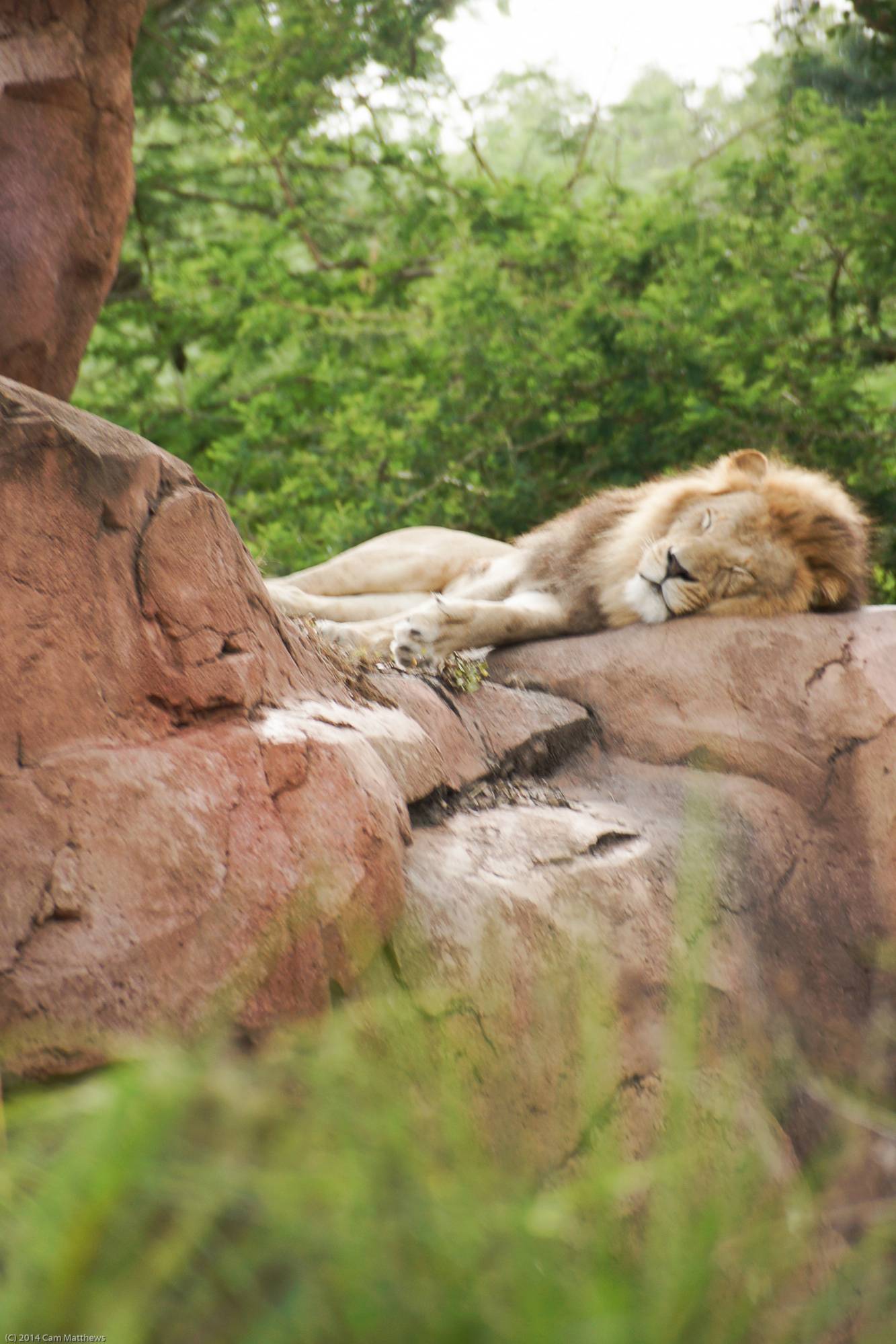 Kilimanjaro Safaris 30 Lions 03