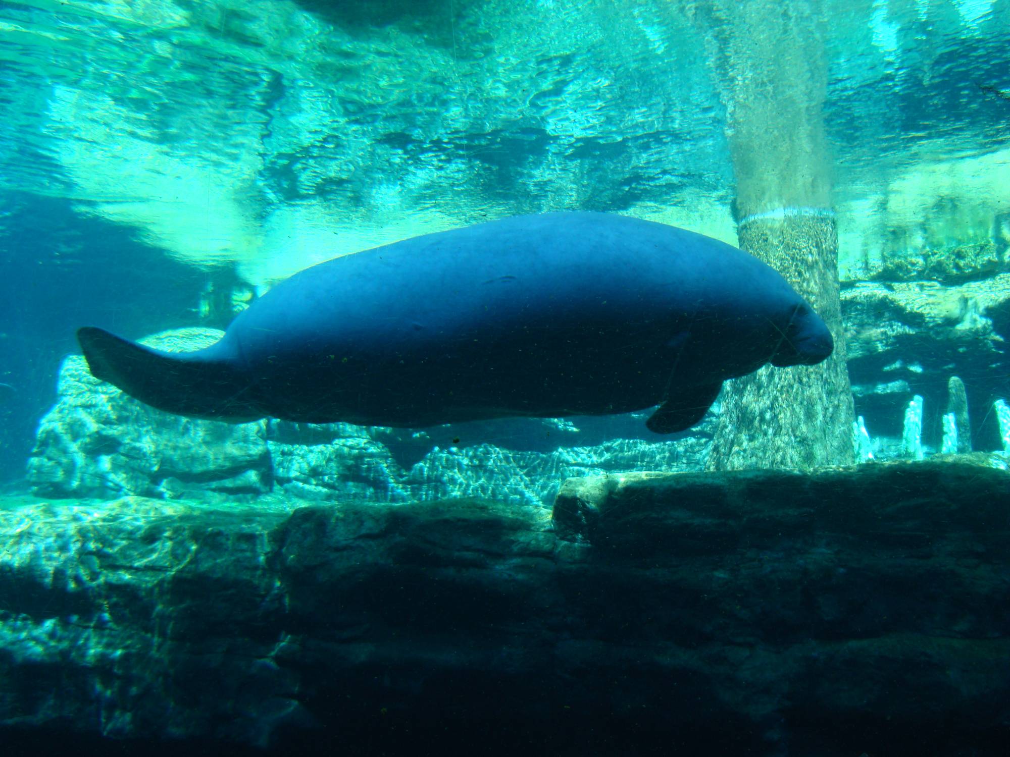 SeaWorld - Manatee Rescue