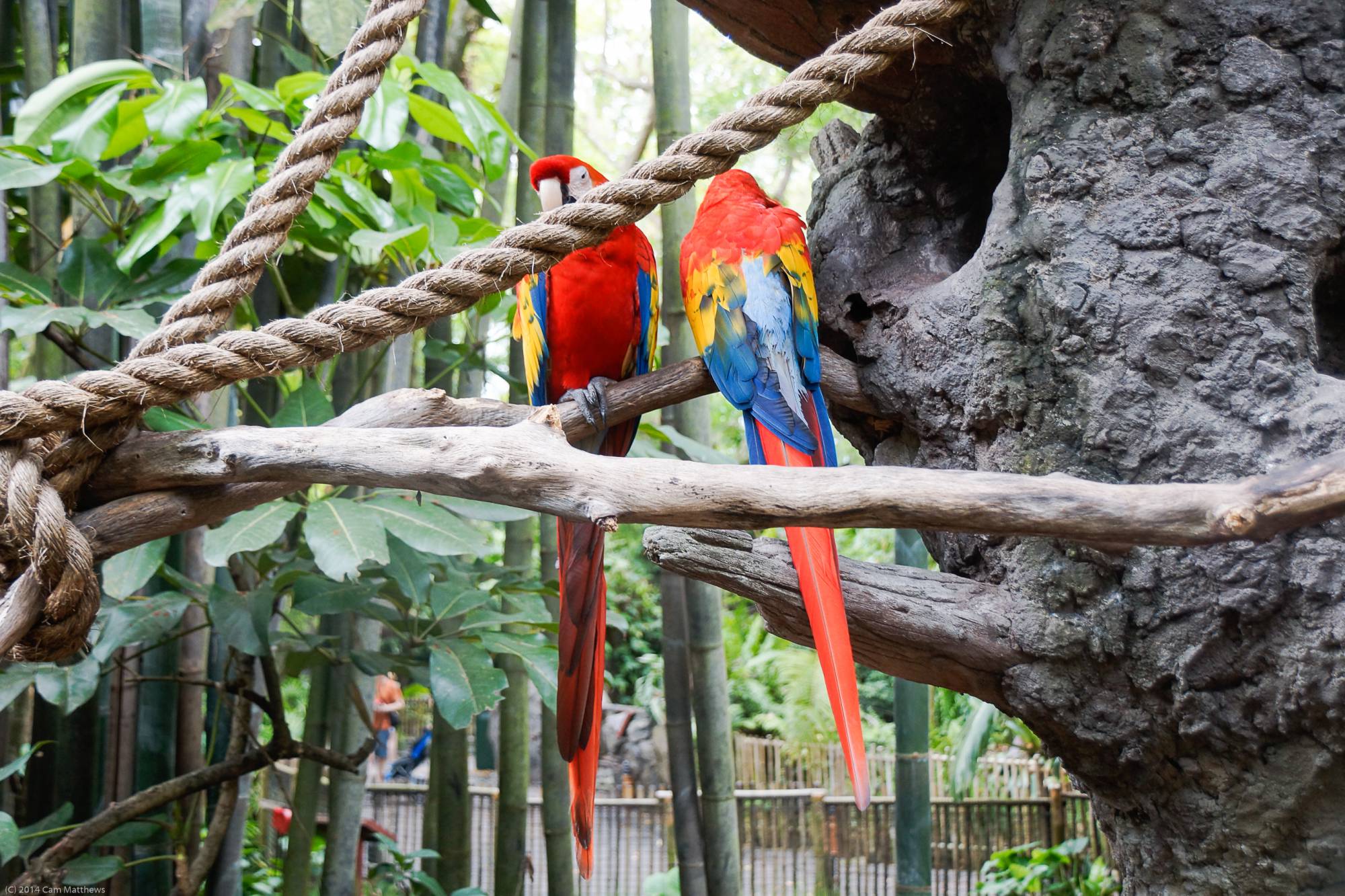 Macaws 01