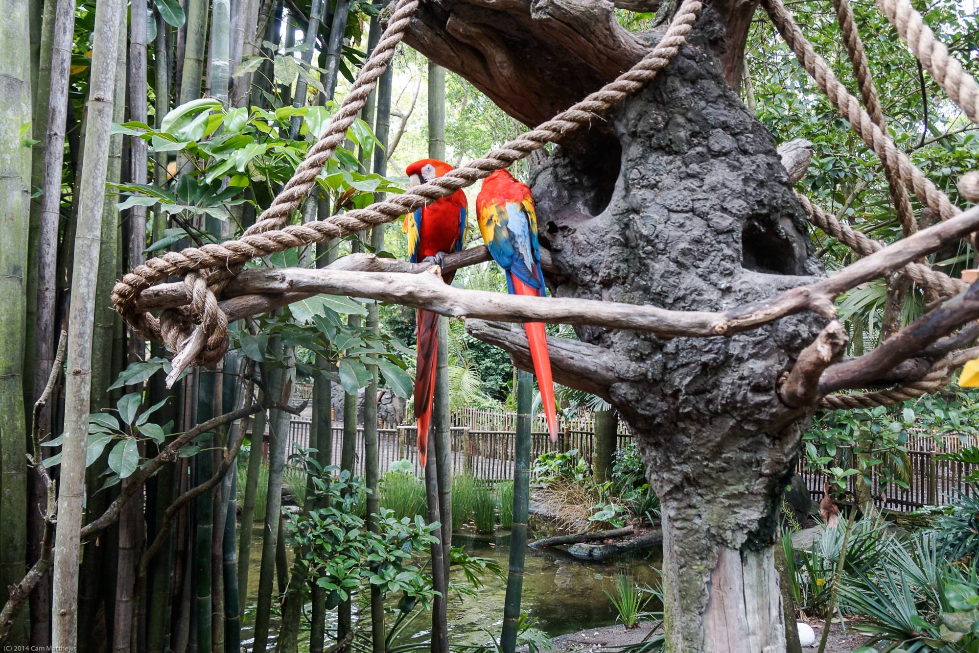 Macaws 04