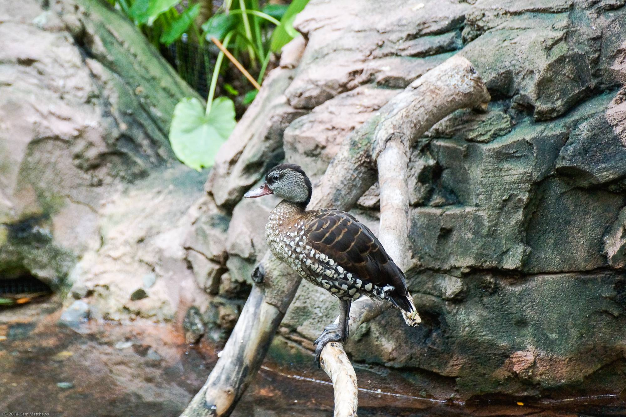 Maharajah Jungle Trek 17 Bird