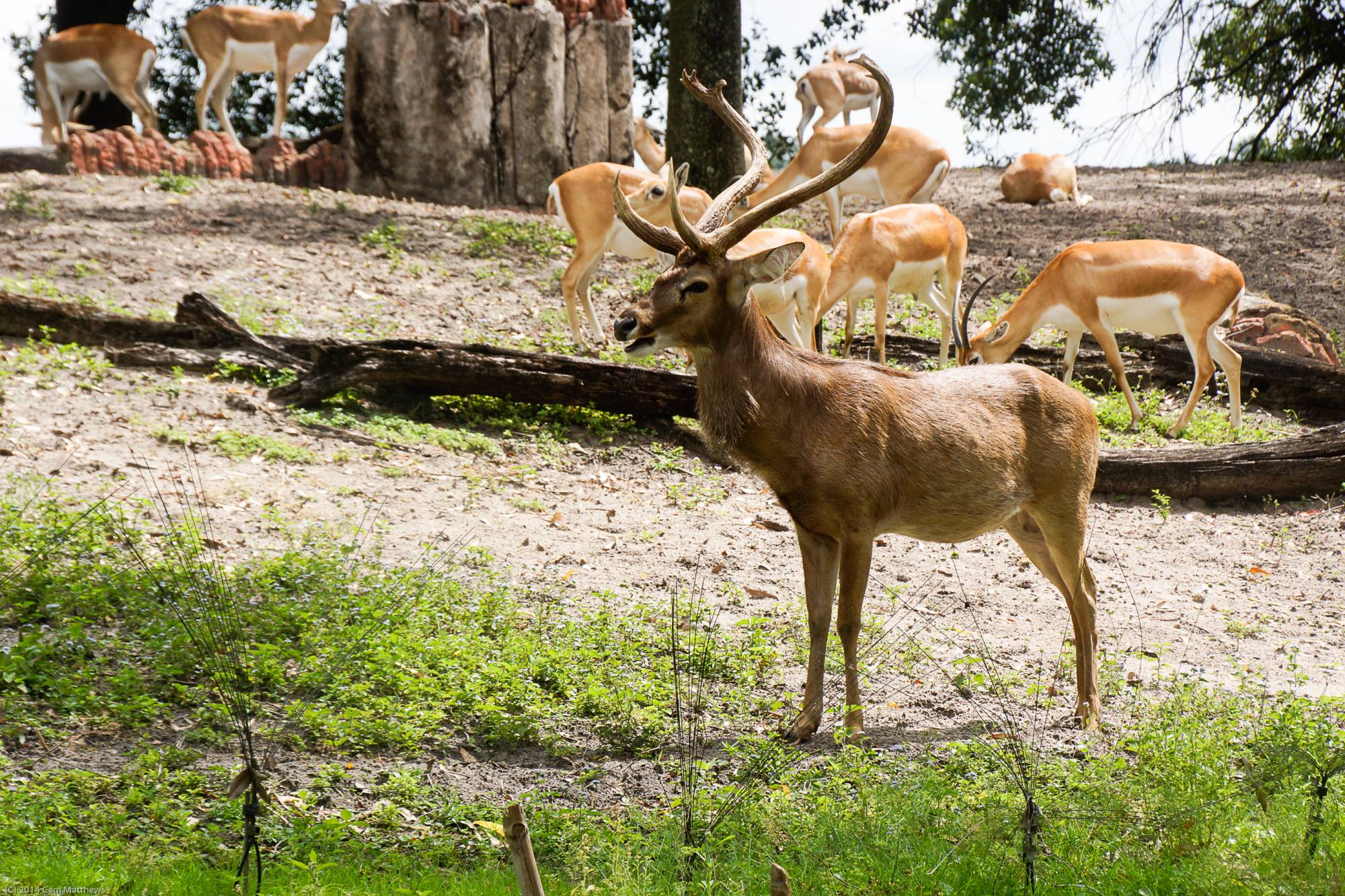 Maharajah Jungle Trek 19 Deer 02