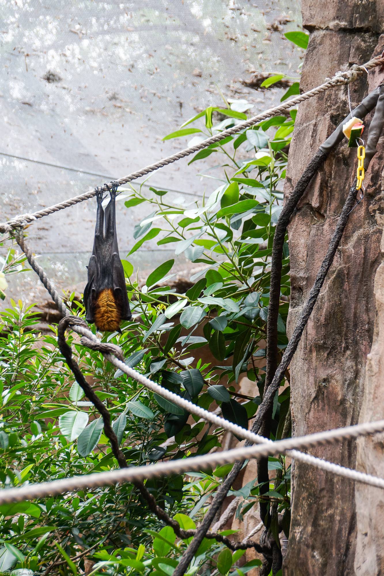 Maharajah Jungle Trek 24 Fruit Bats 05