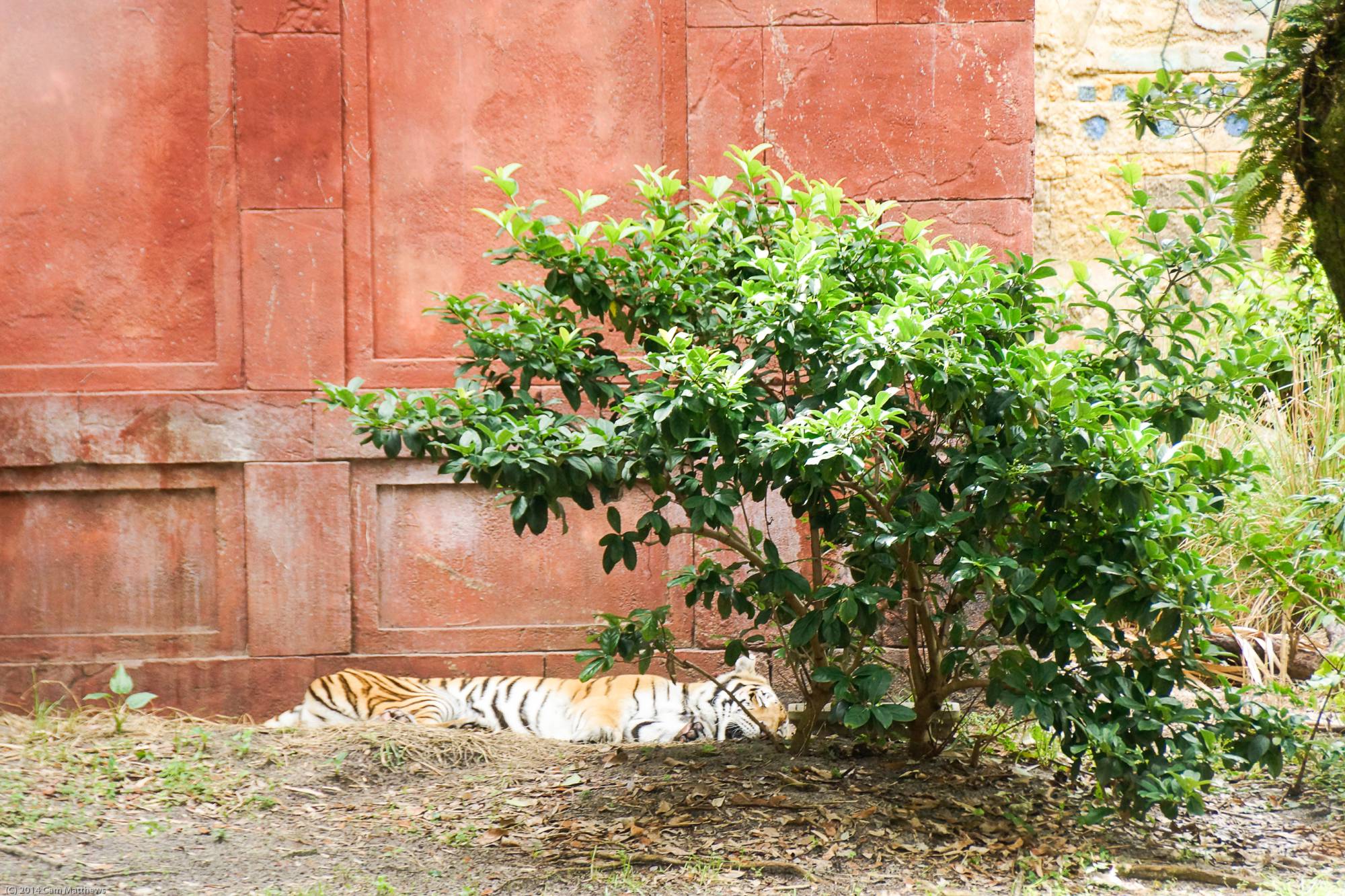 Maharajah Jungle Trek 27 Tiger 03