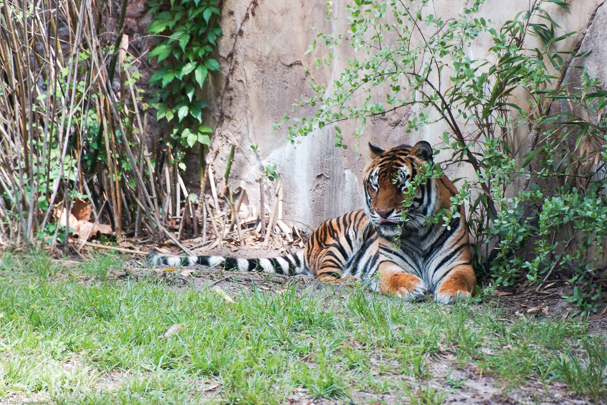 Maharajah Jungle Trek 28 Tiger 04