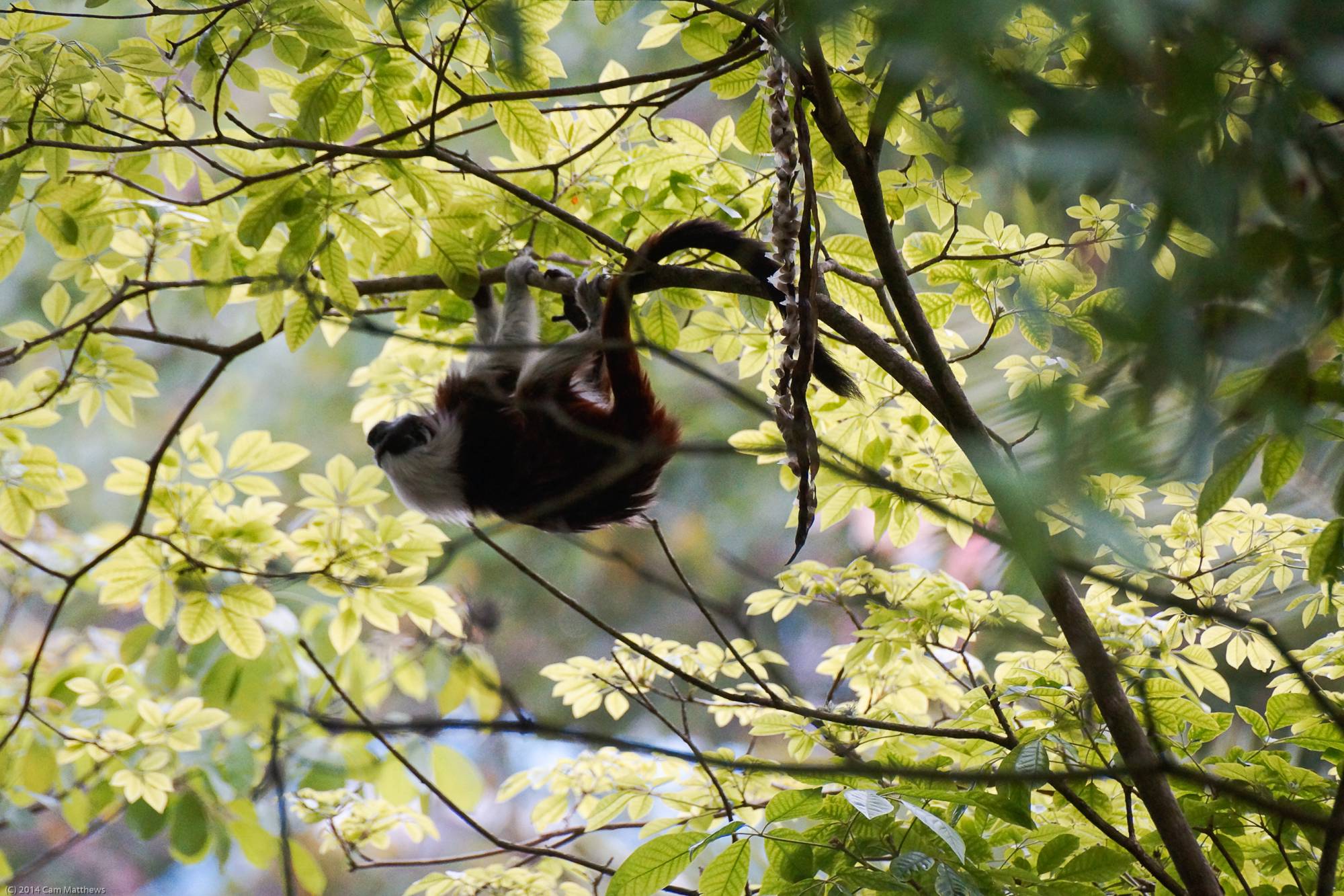 Tamarin Monkey 01