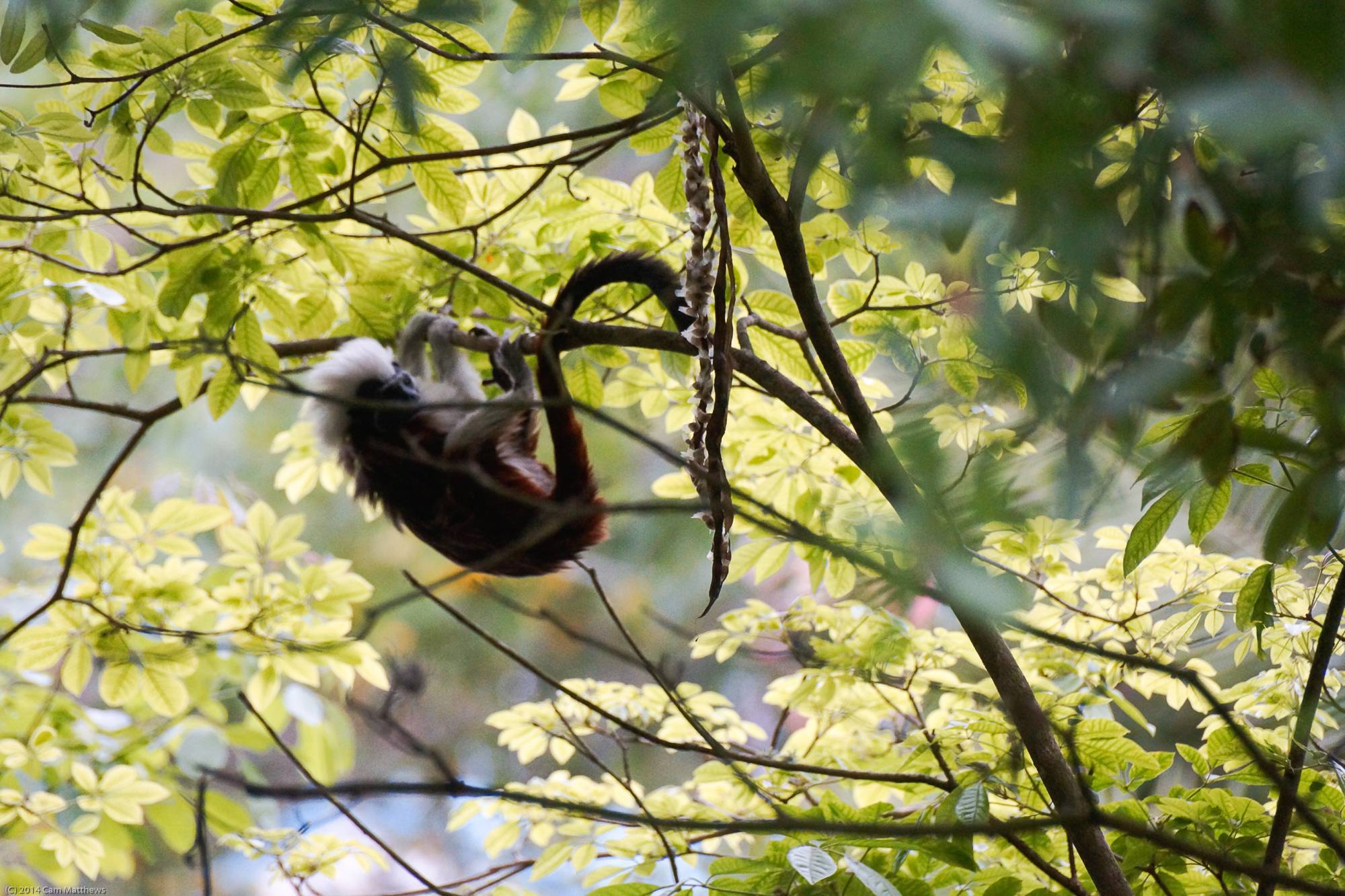 Tamarin Monkey 02