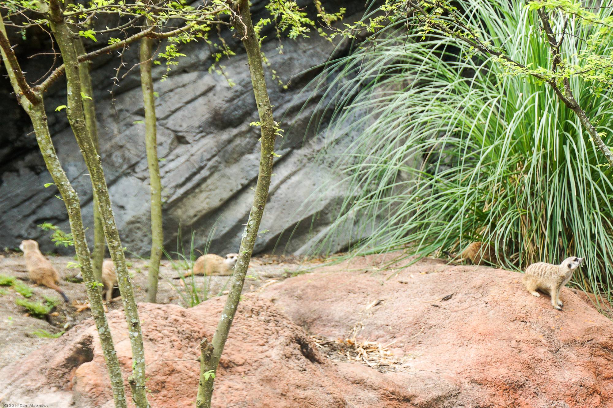 Pangani Forest Exploration Trail 07 Meerkats 01