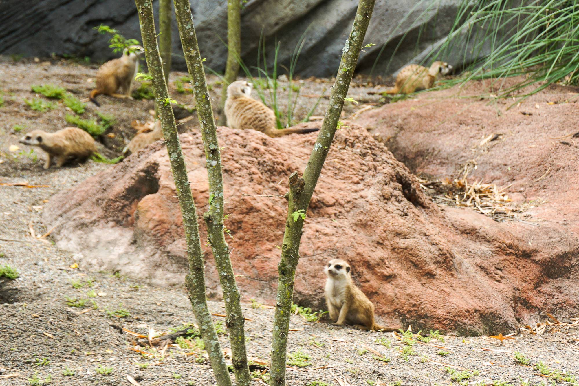 Pangani Forest Exploration Trail 12 Meerkats 06
