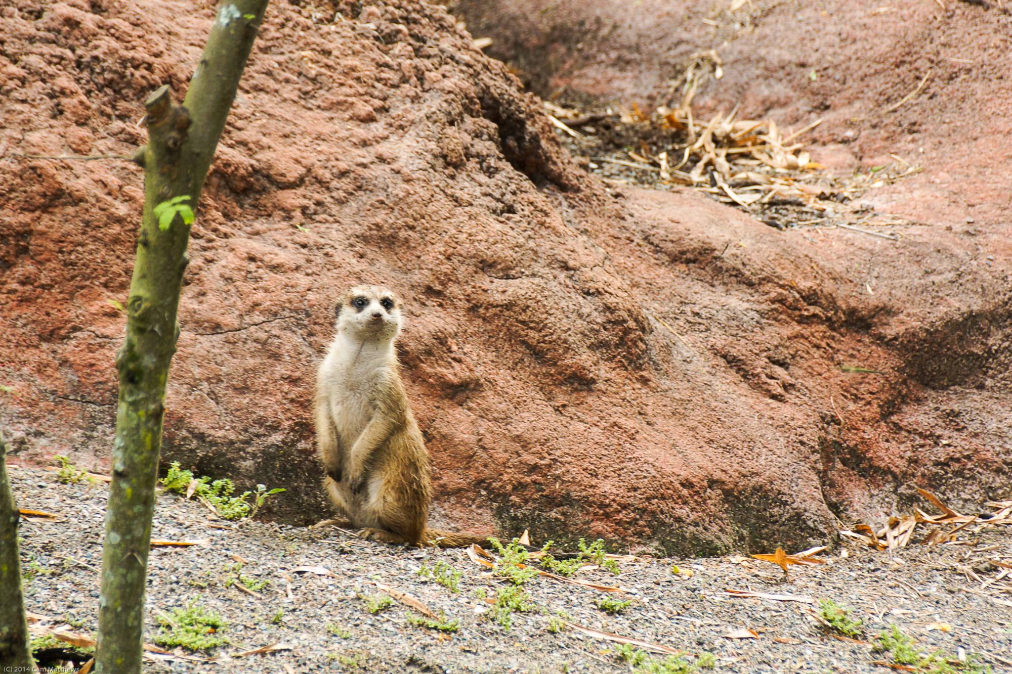 Pangani Forest Exploration Trail 13 Meerkats 07