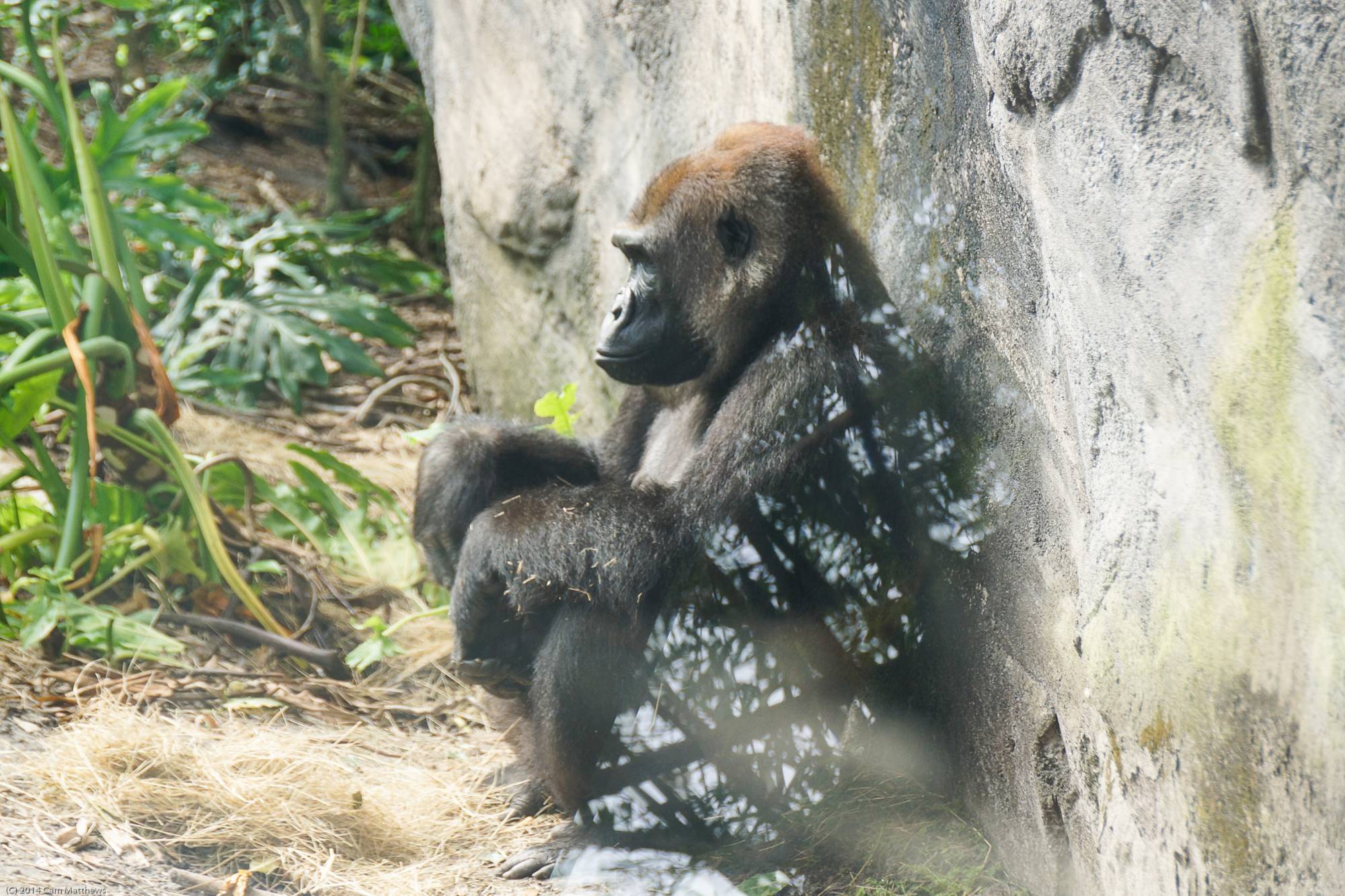 Pangani Forest Exploration Trail 15 Gorillas 01