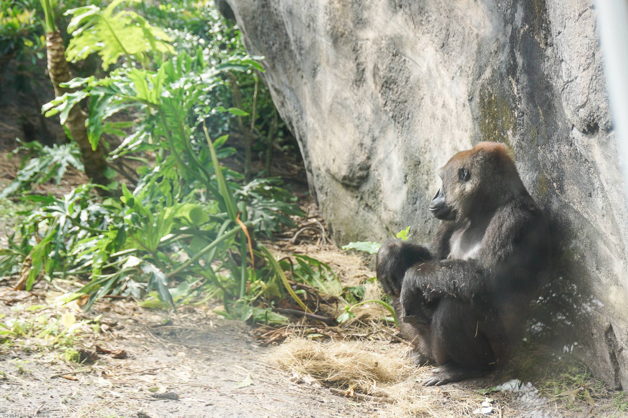 Pangani Forest Exploration Trail 16 Gorillas 02