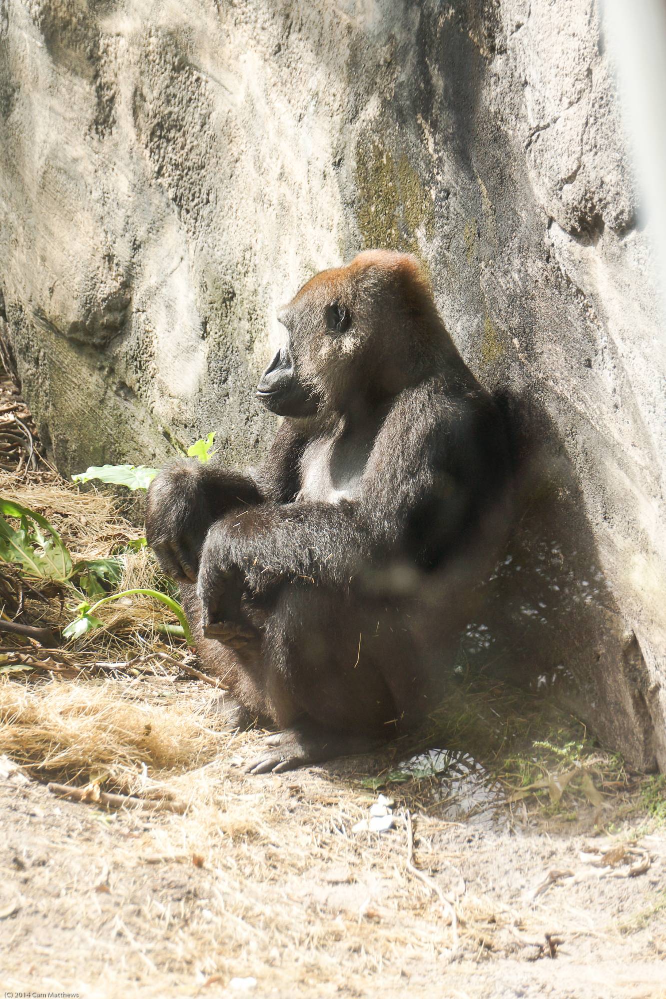 Pangani Forest Exploration Trail 17 Gorillas 03