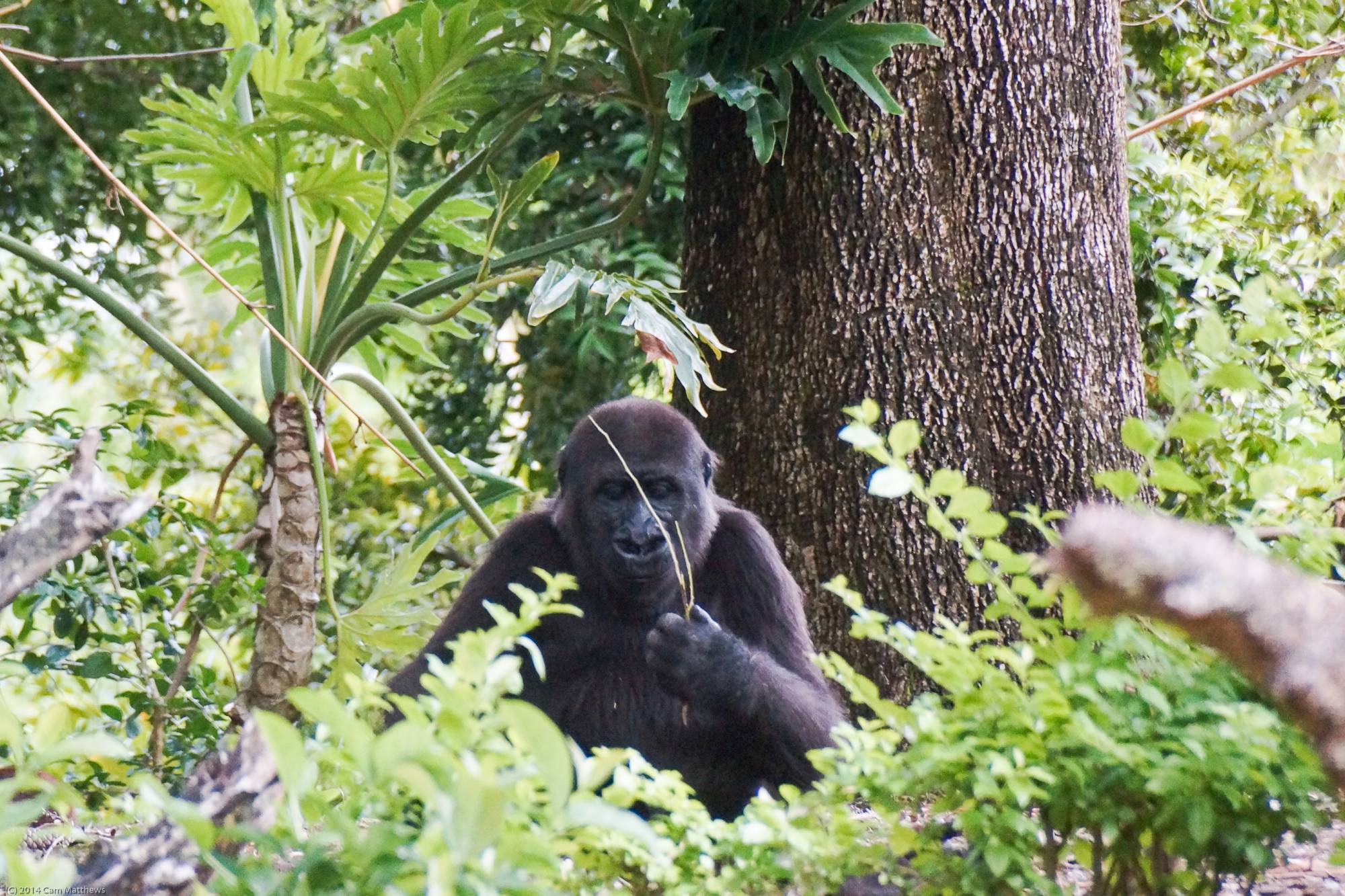 Pangani Forest Exploration Trail 23 Gorillas Lily 08