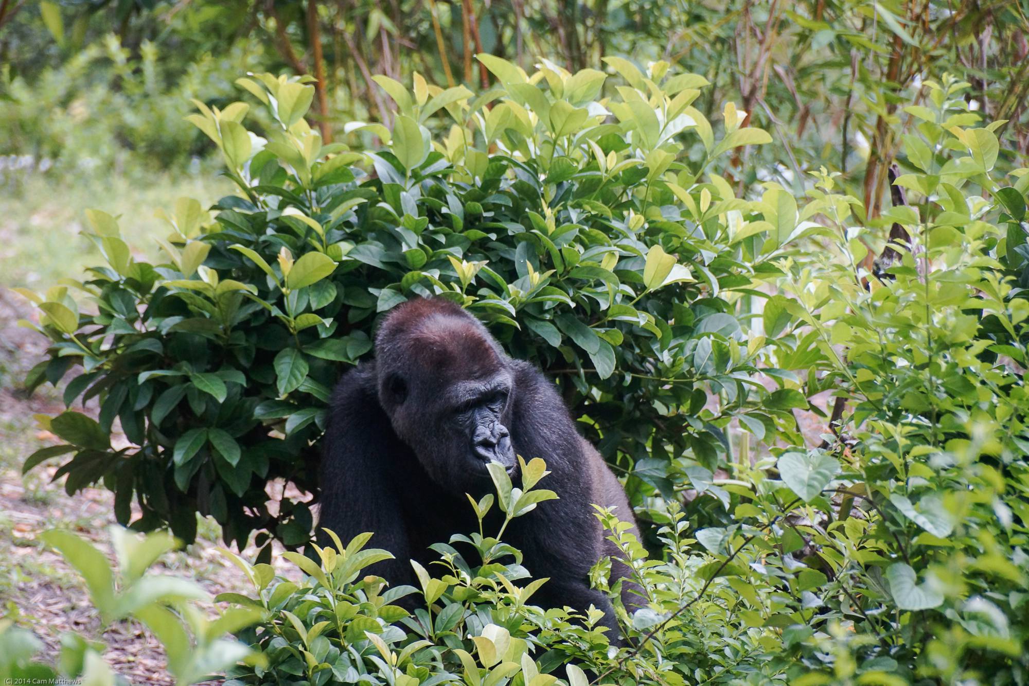 Pangani Forest Exploration Trail 25 Gorillas 10