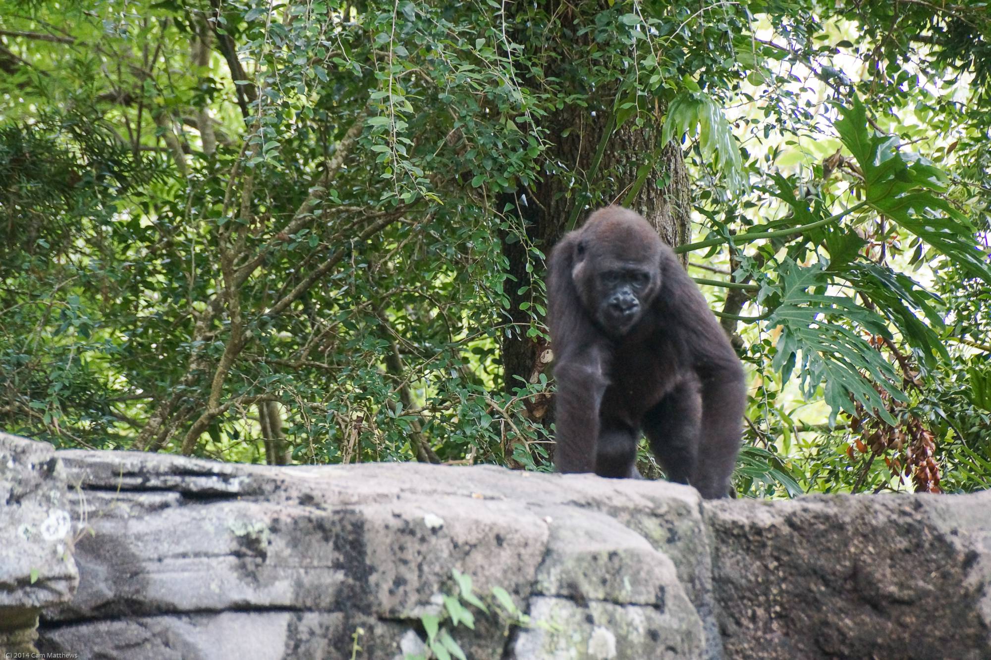 Pangani Forest Exploration Trail 30 Gorillas 15