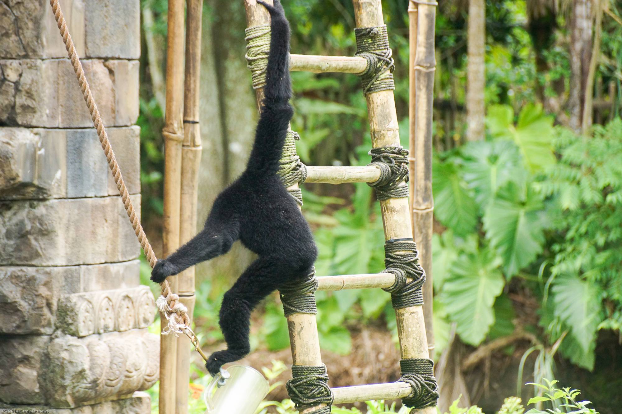 Siamang Apes 06