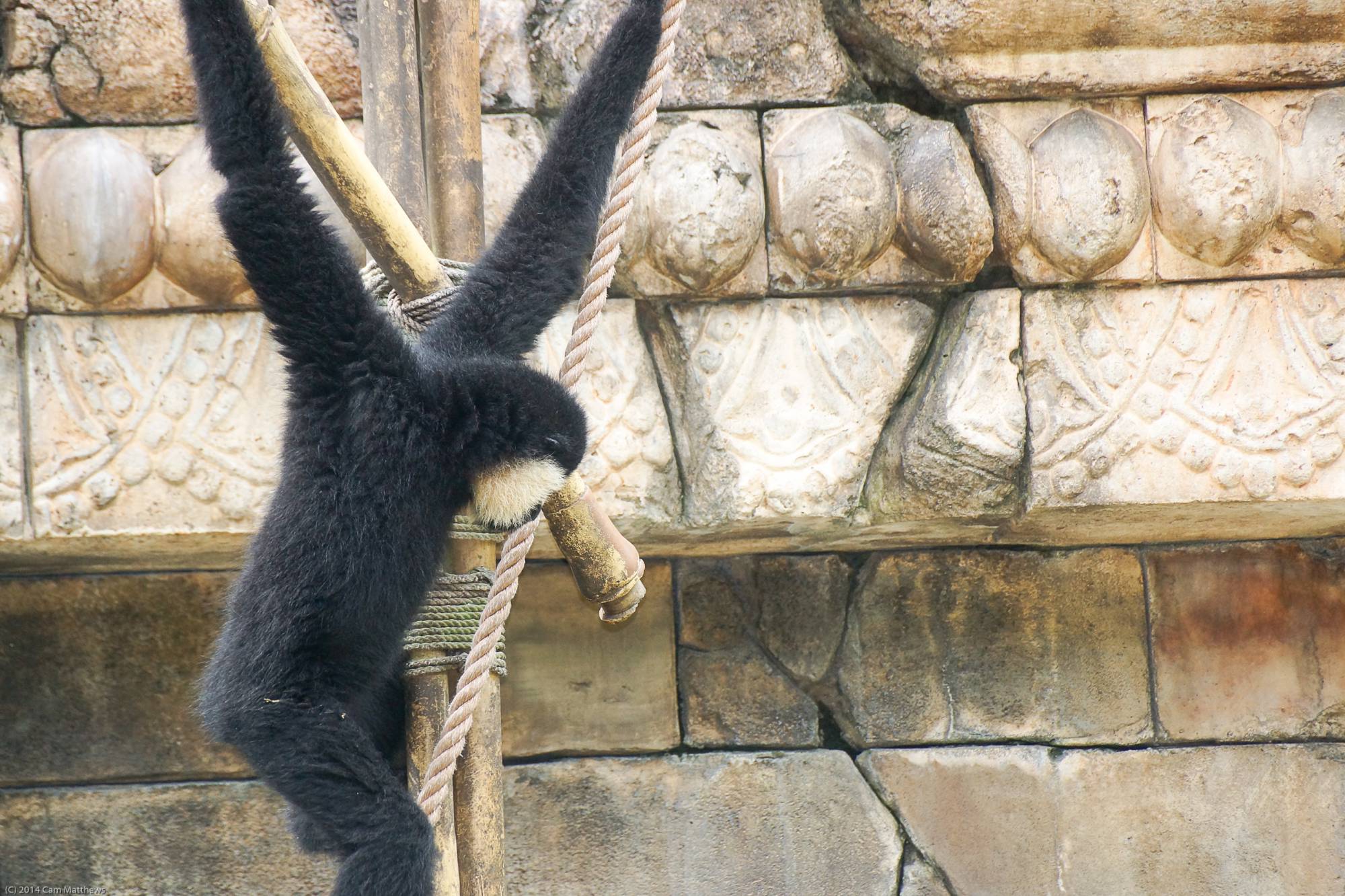 Siamang Apes 08