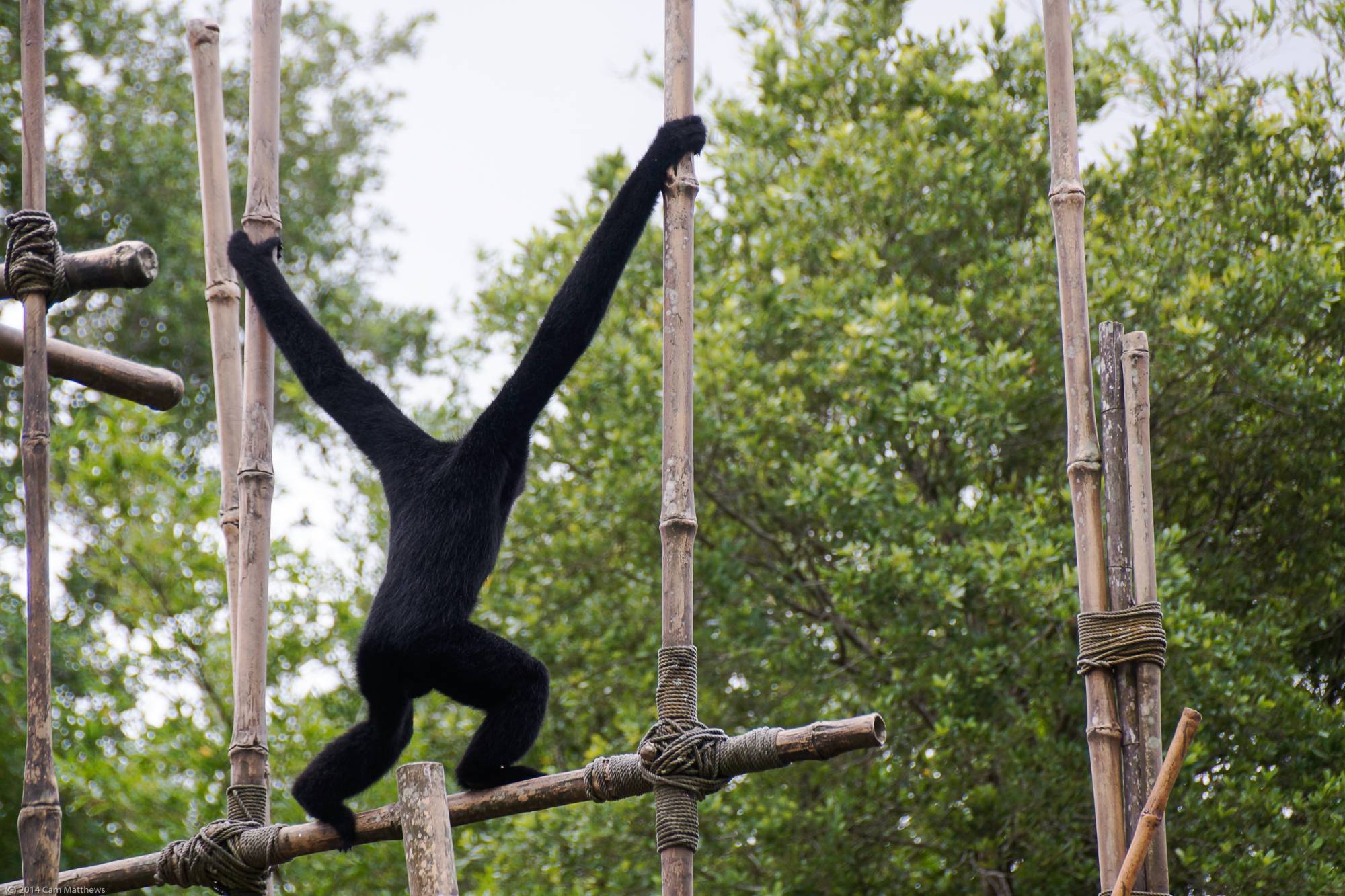 White Cheeked Gibbons