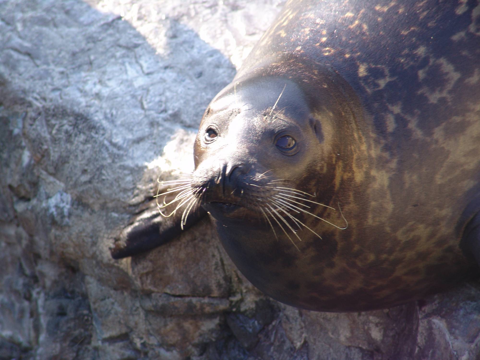 SeaWorld - Pacific Point Preserve