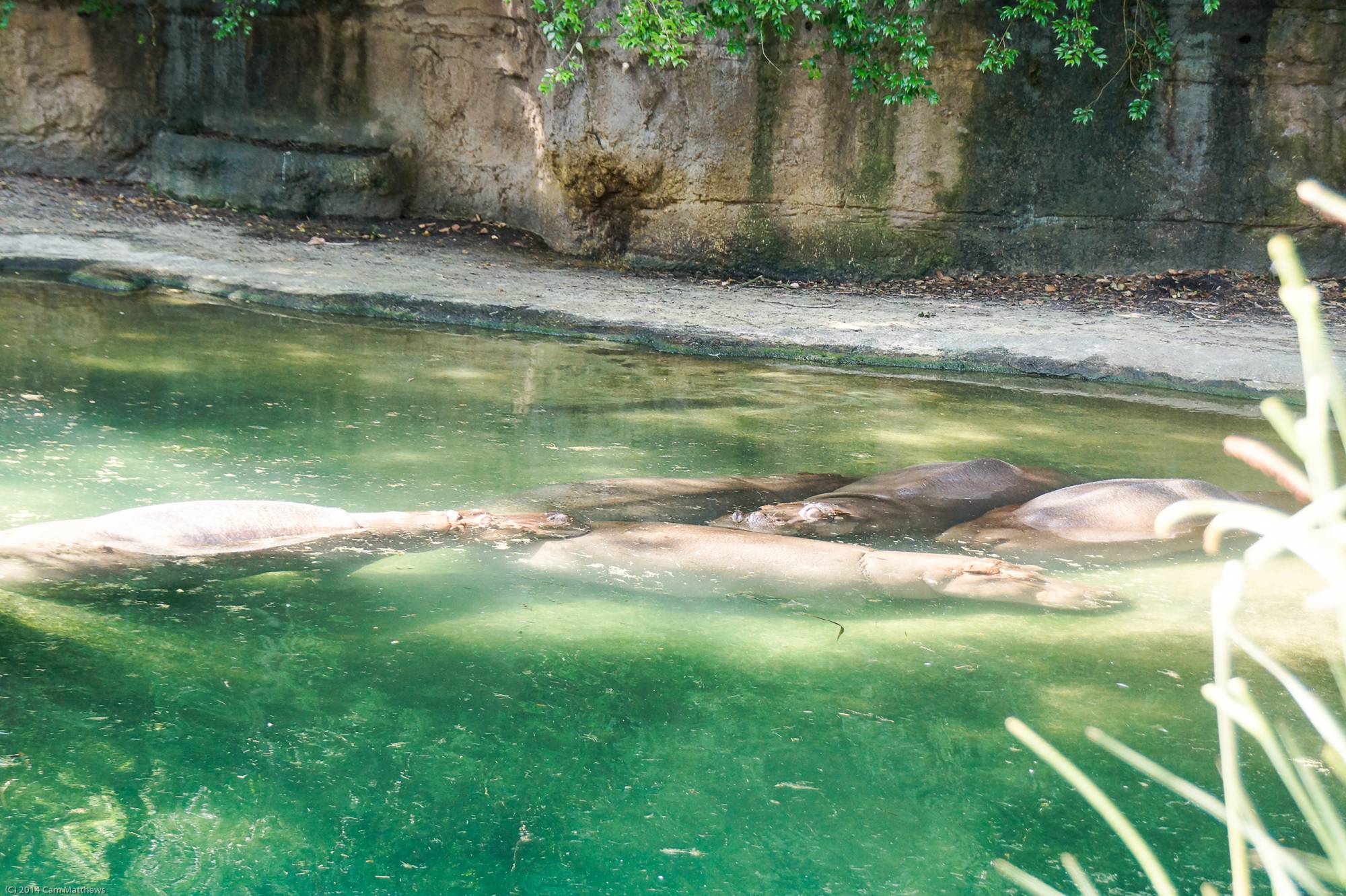 Kilimanjaro Safaris 03 Hippos 01