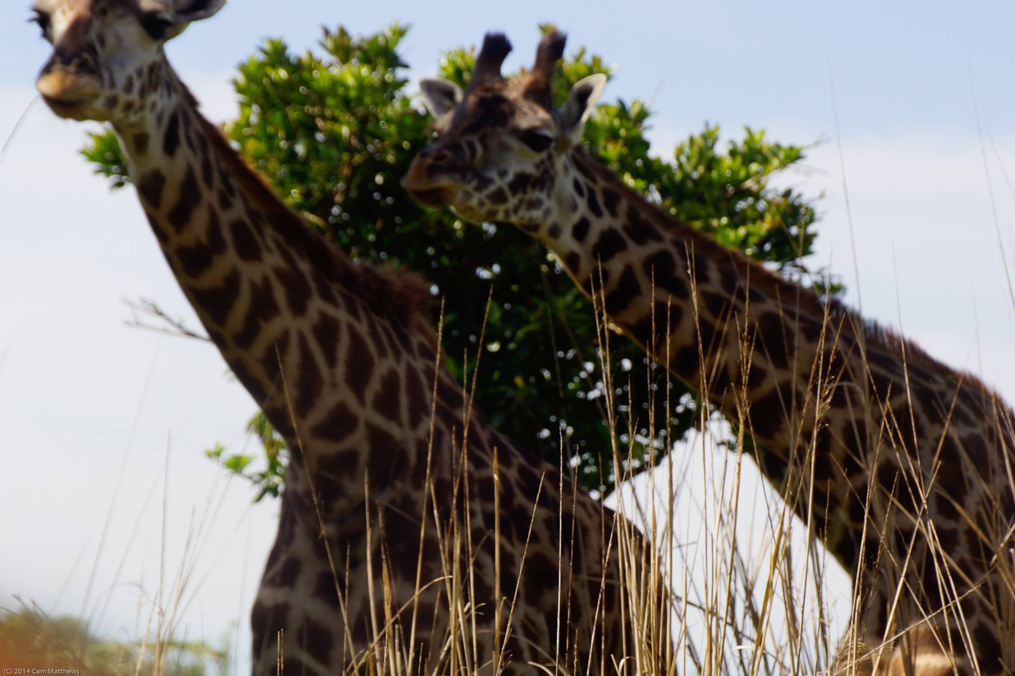 Kilimanjaro Safaris 12 Giraffe