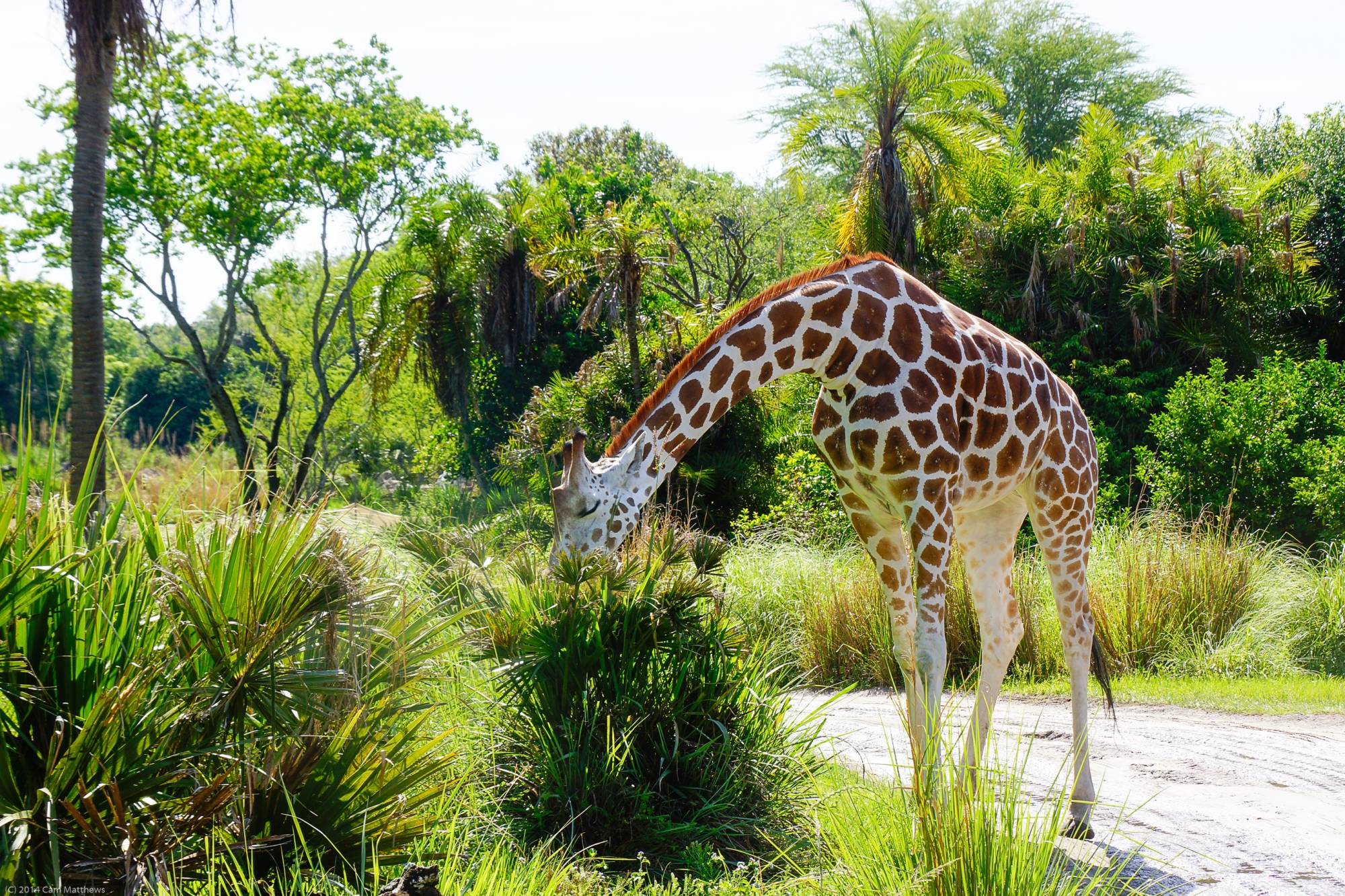 Kilimanjaro Safaris 18 Giraffe