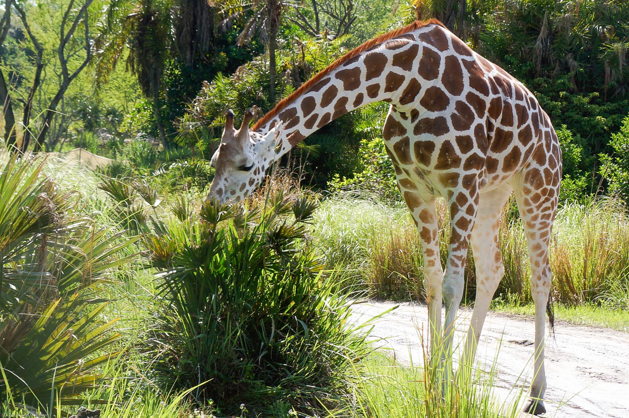 Kilimanjaro Safaris 22 Giraffe