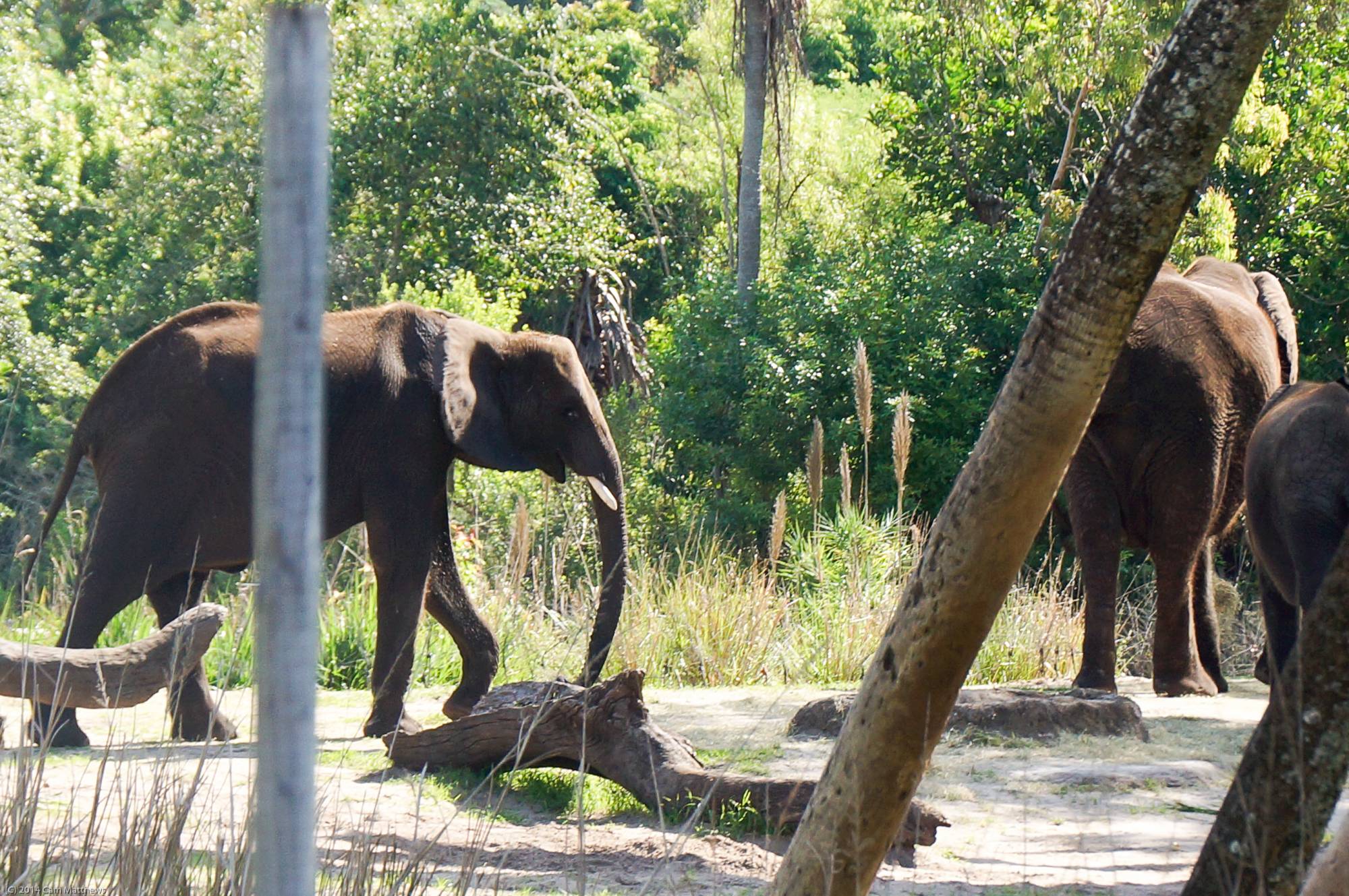 Kilimanjaro Safaris 25 Elephant