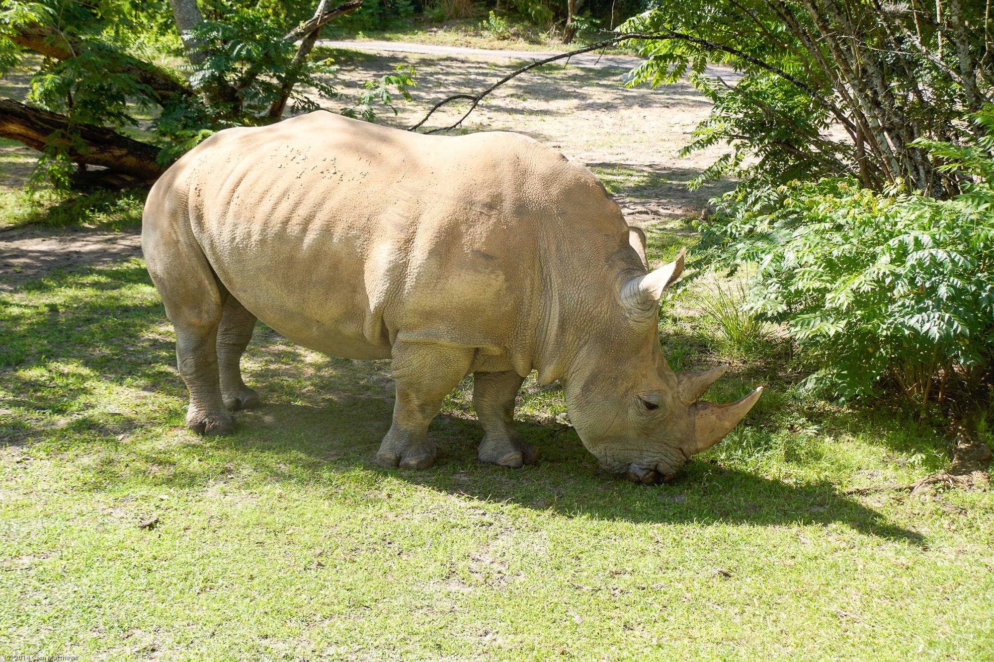 Kilimanjaro Safaris 26 Rhino