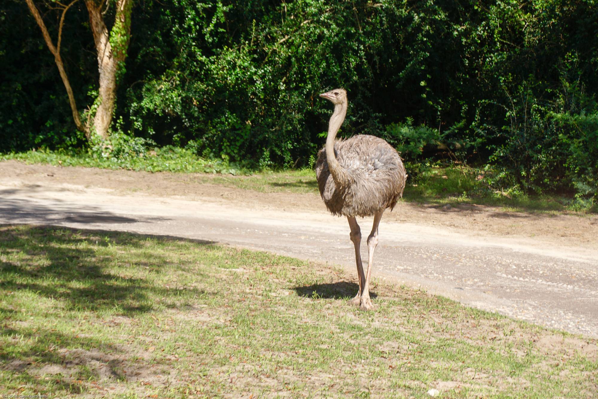 Kilimanjaro Safaris 31 Ostrich