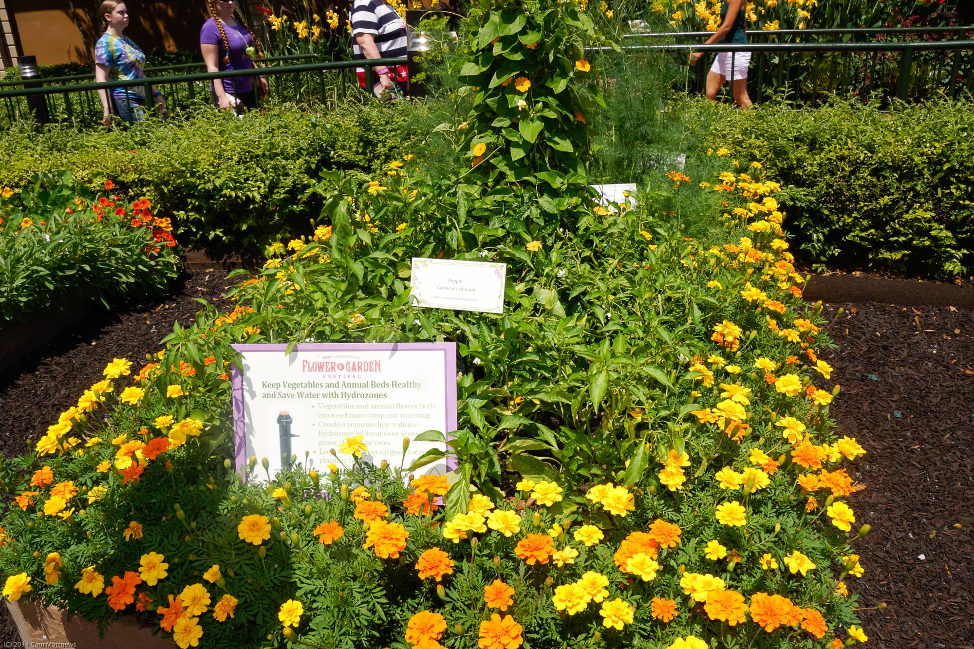 Herb Garden 12